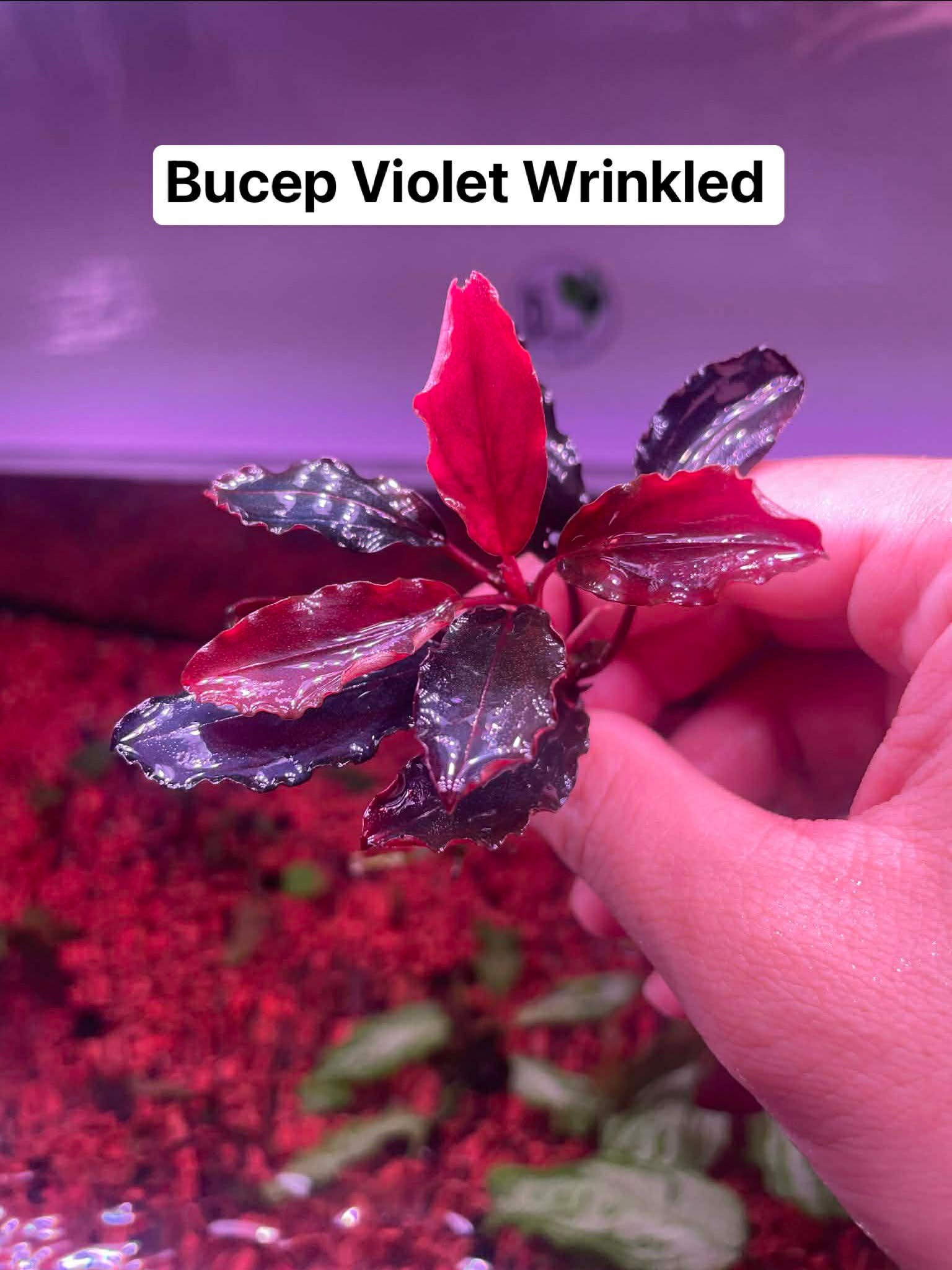Some new and rare bucephalandra plants. :d just awesome