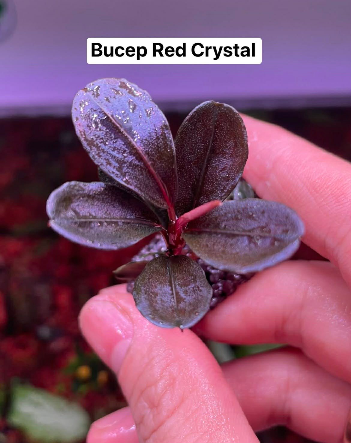 Some new and rare bucephalandra plants. :d just awesome