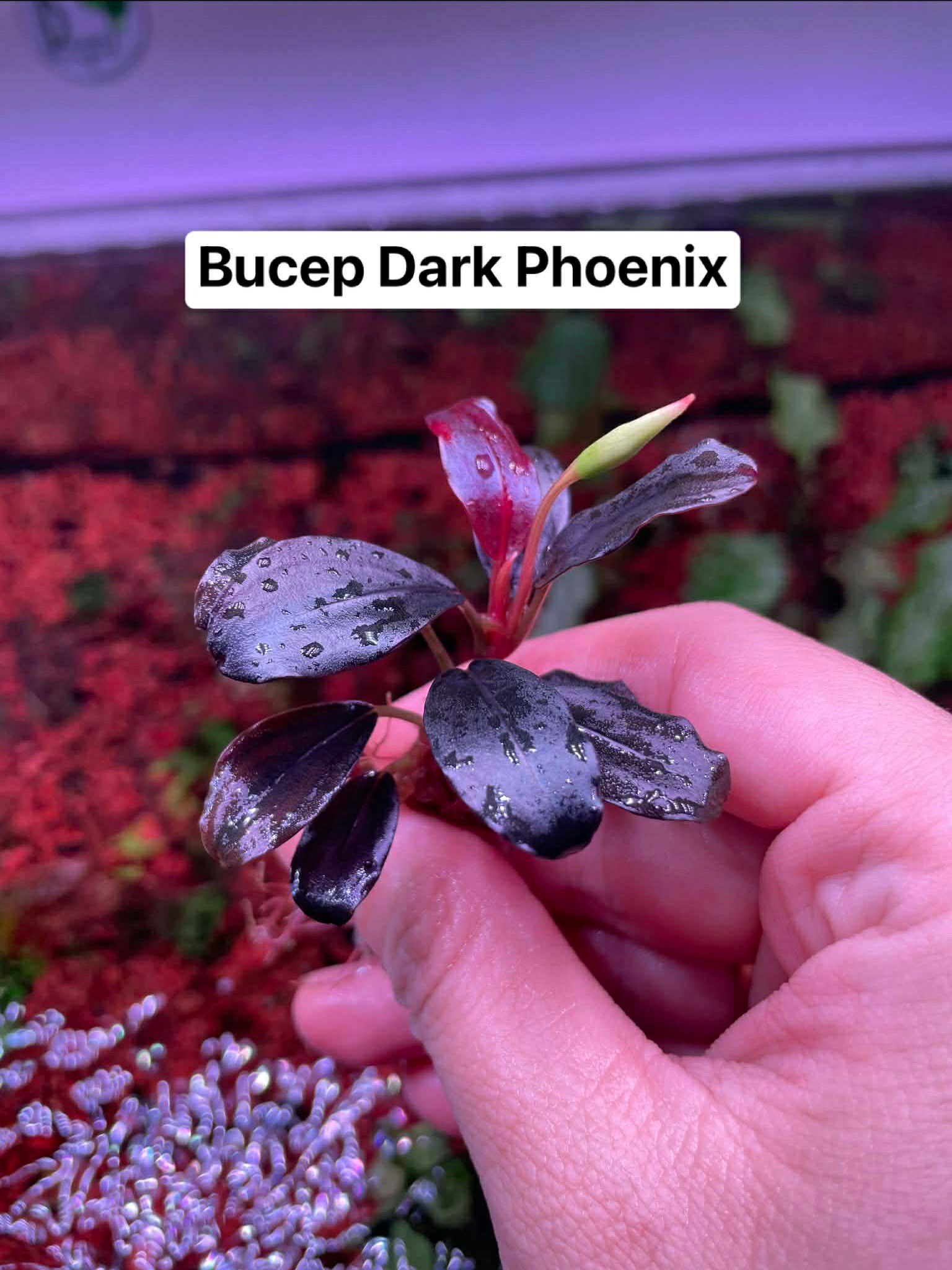 Some new and rare bucephalandra plants. :d just awesome