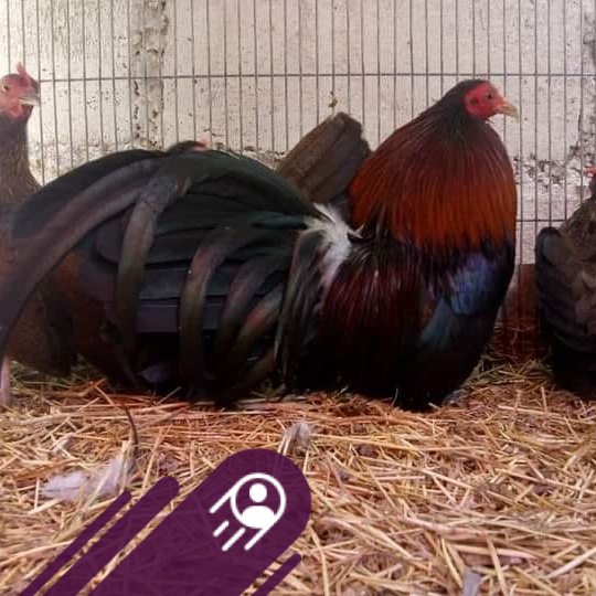 Gallos Miniatura GR