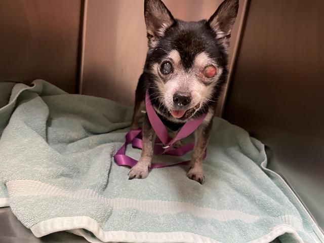 14 YEARS OLD SENIOR AT NEEDS EYE SURGERY ⚠️ Housed, and