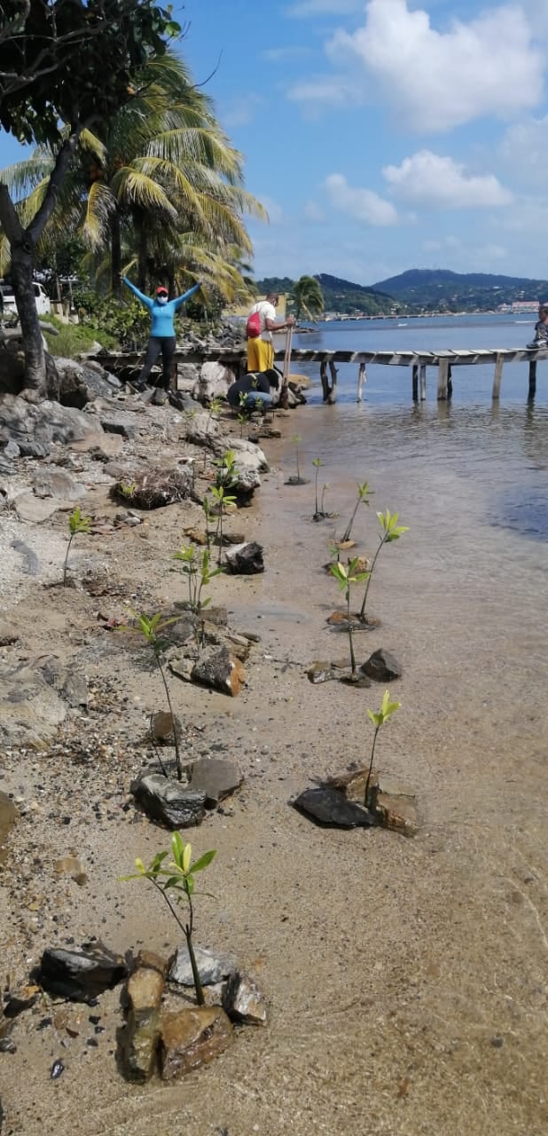 Support Roatan - *BAY ISLANDS TREE PLANTING PROGRESS*...