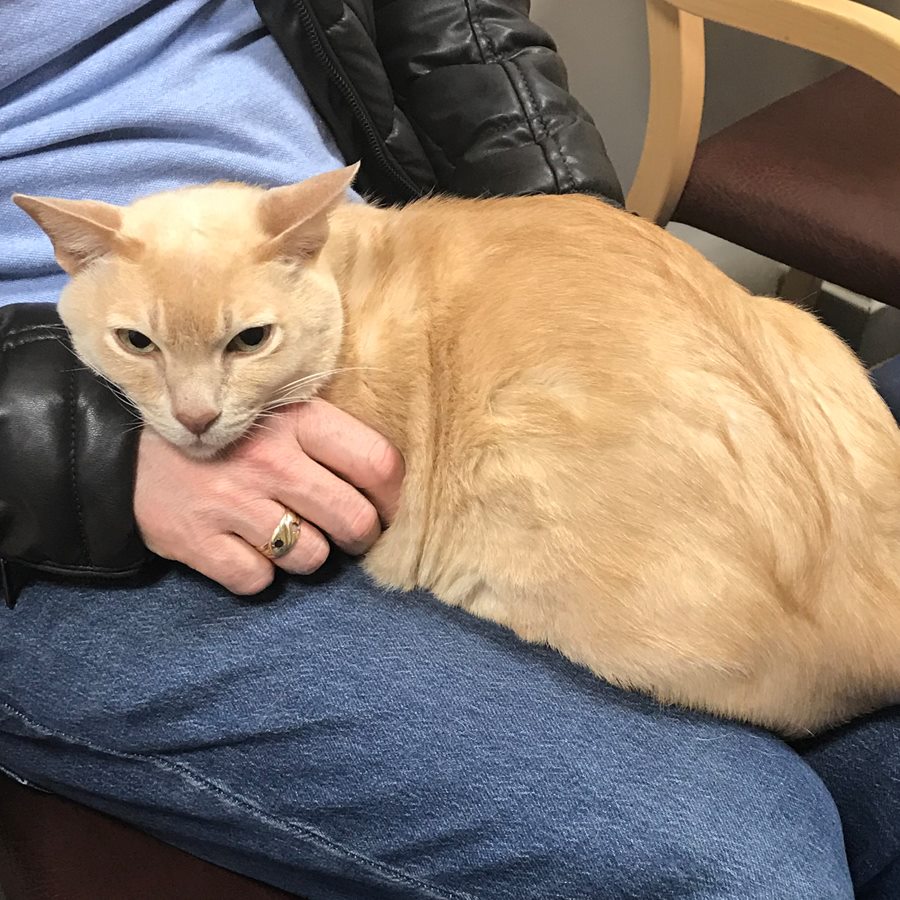 Meet Archie, a beautiful Burmese... - Fitzpatrick Referrals