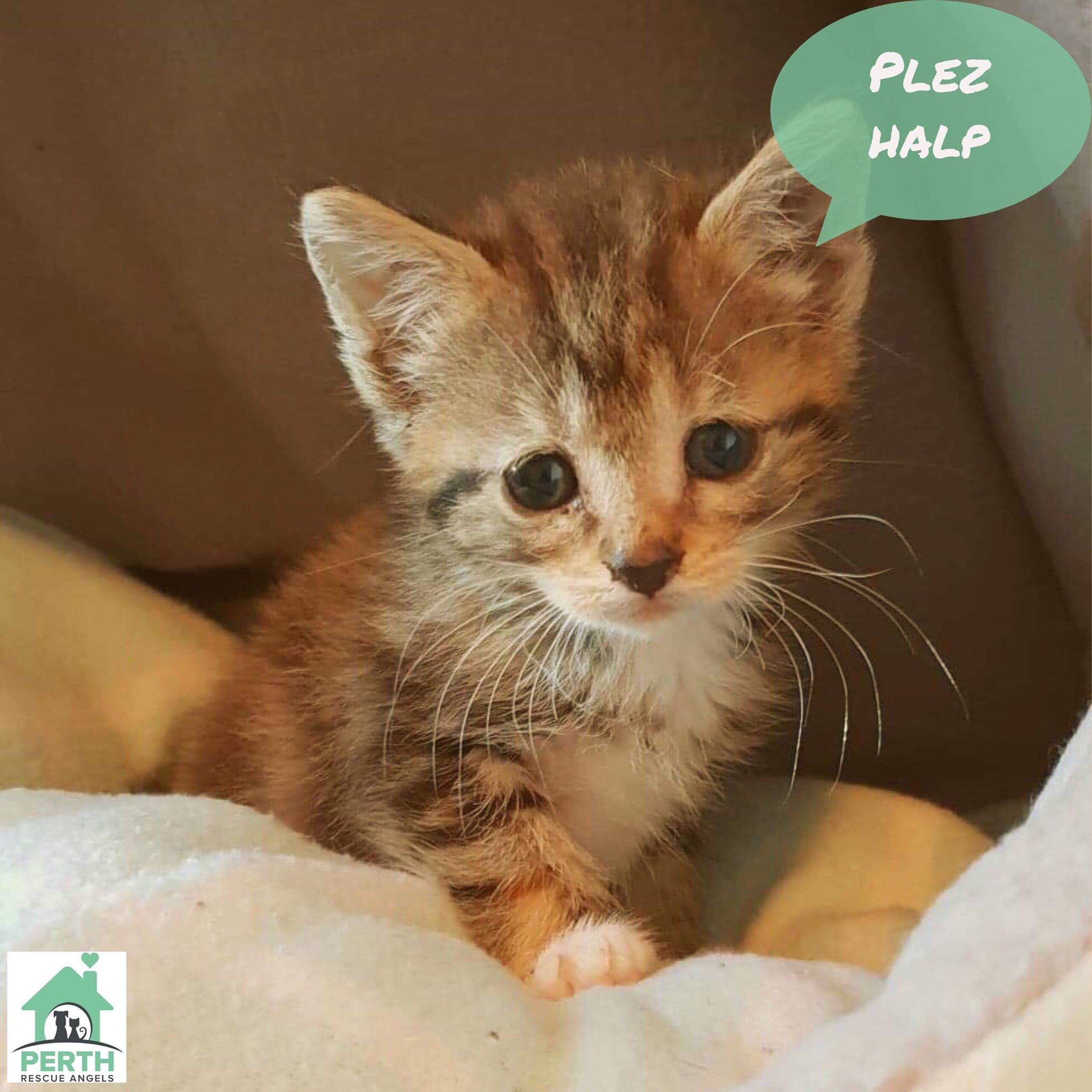 Perth Rescue Angels Online Auction