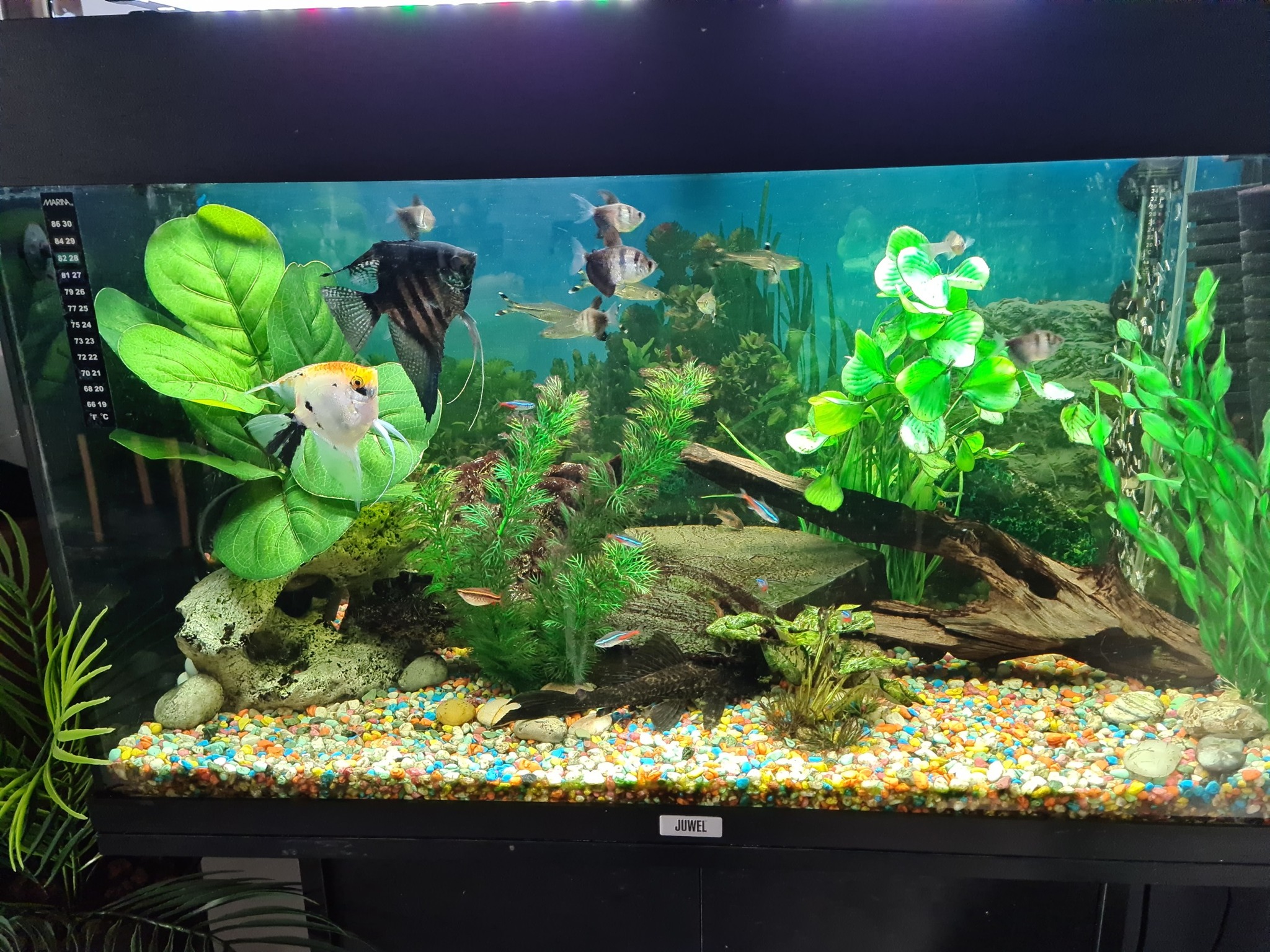 40 Gallon Midwest Tropical Aquariums Midwest Tropical Fountain