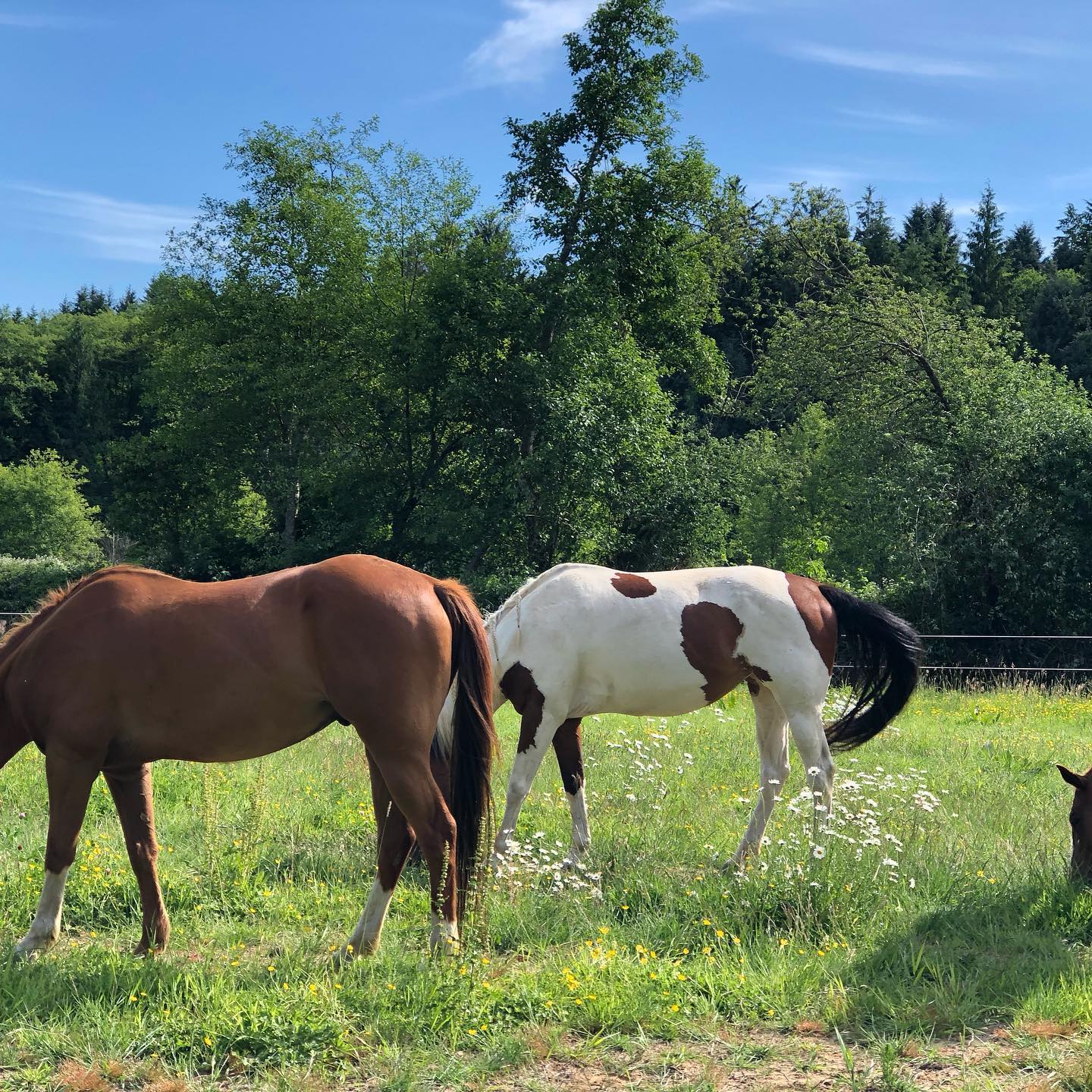 Northern Star Ranch | Nehalem OR