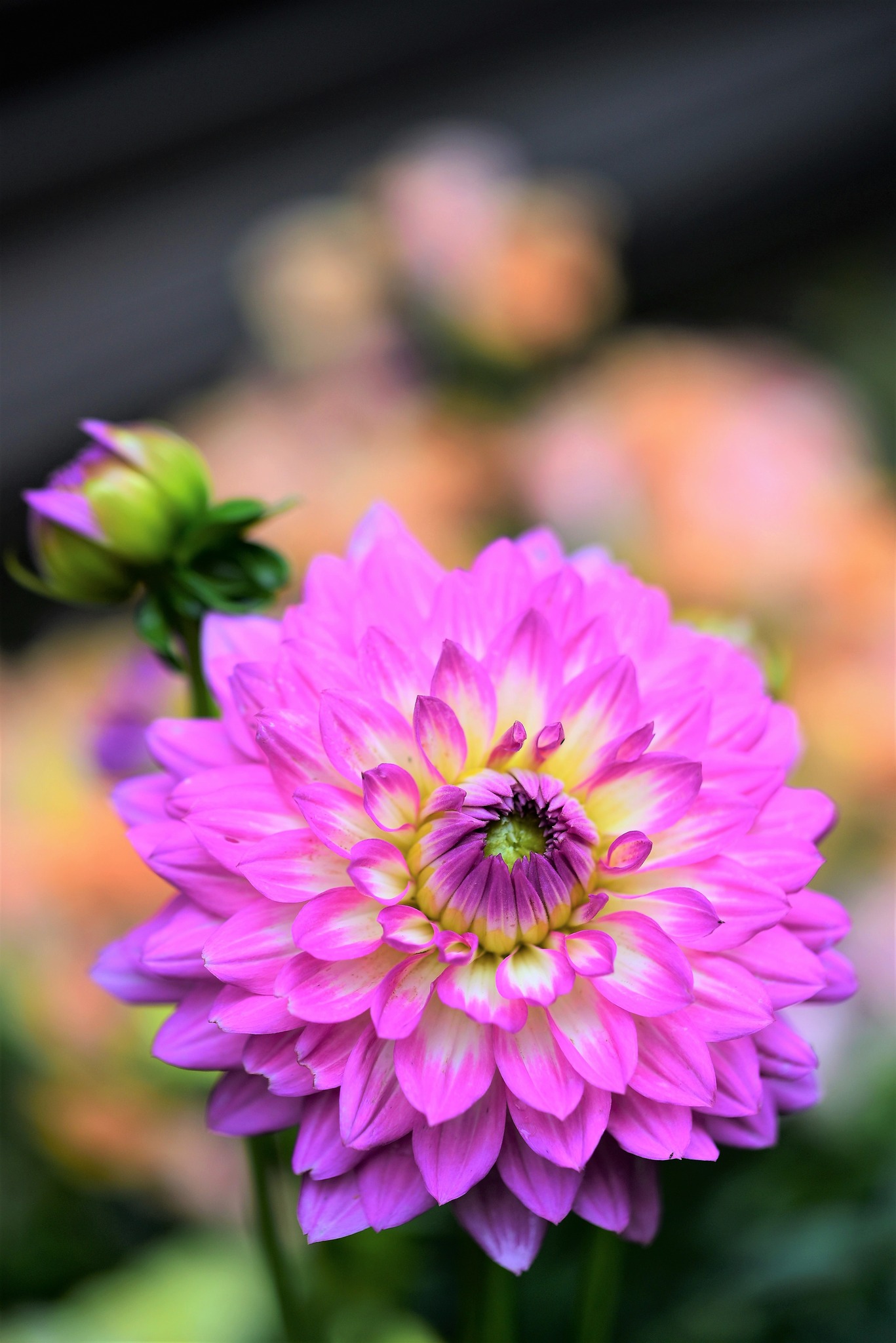 ★ やすお★可憐なダリアの花★可愛いピンクのシューズ★ピンクのハート★ ☆ やすお☆可憐なダリアの花☆可愛いピンクのシューズ☆ピンクの