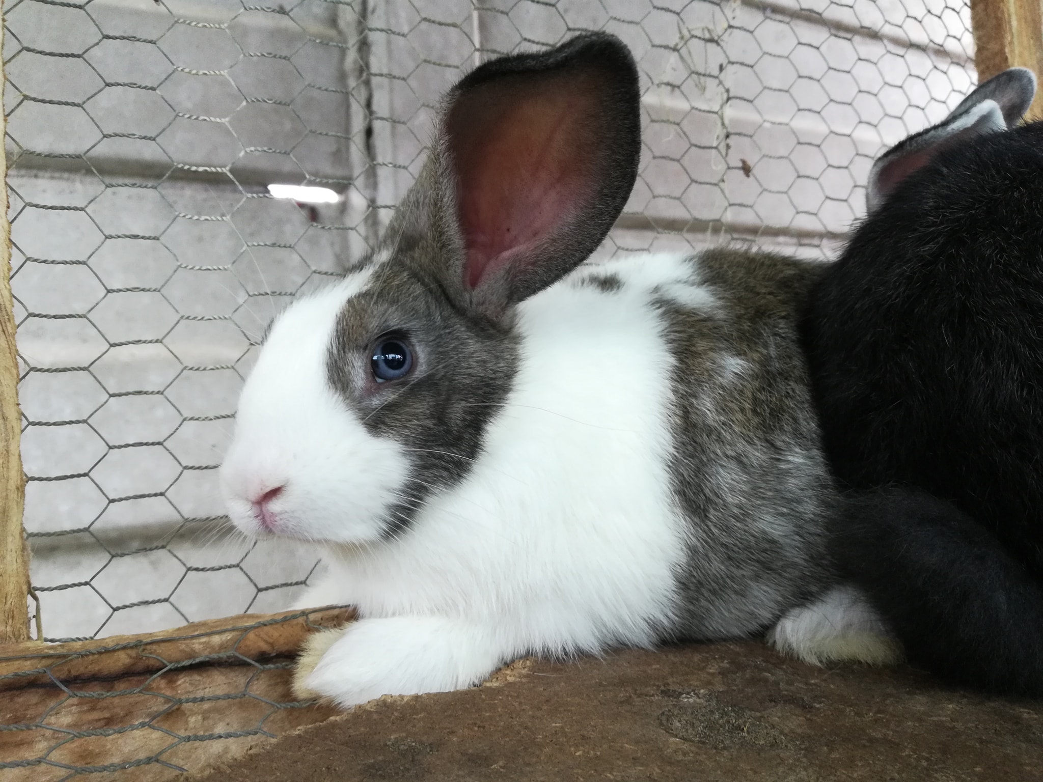 Zim Rabbits | Harare