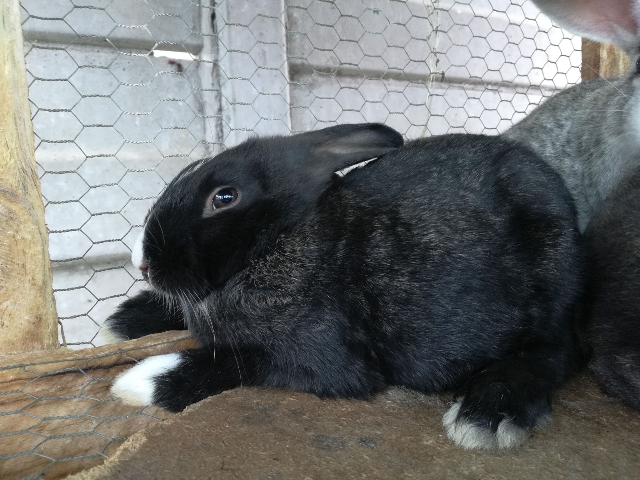 Zim Rabbits | Harare