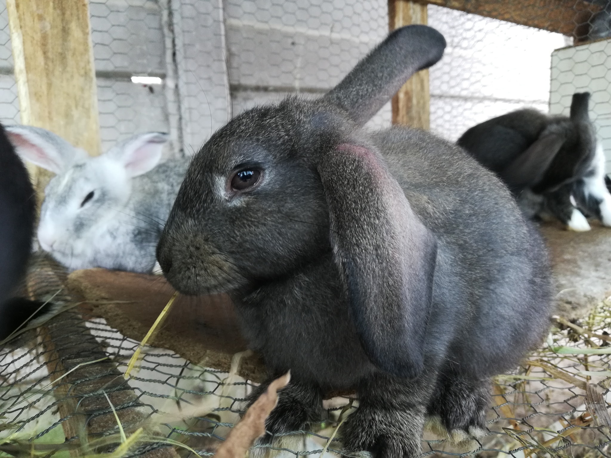 Zim Rabbits | Harare