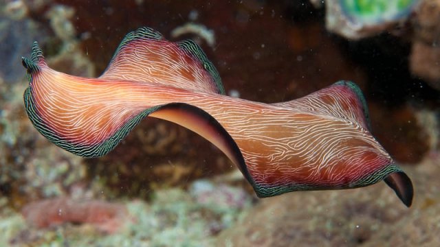 The Great Barrier Reef - Expedition Team discover this beautiful ...