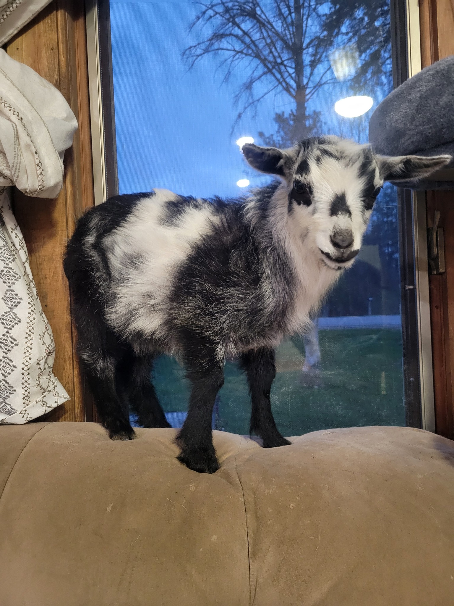 is it ok to give a kid goat b12 injection Can I my weak baby or does need B-complex? Neurobion Vitamin B12 Complex corticosteroid allergy injection Quantity:1 Bottle
