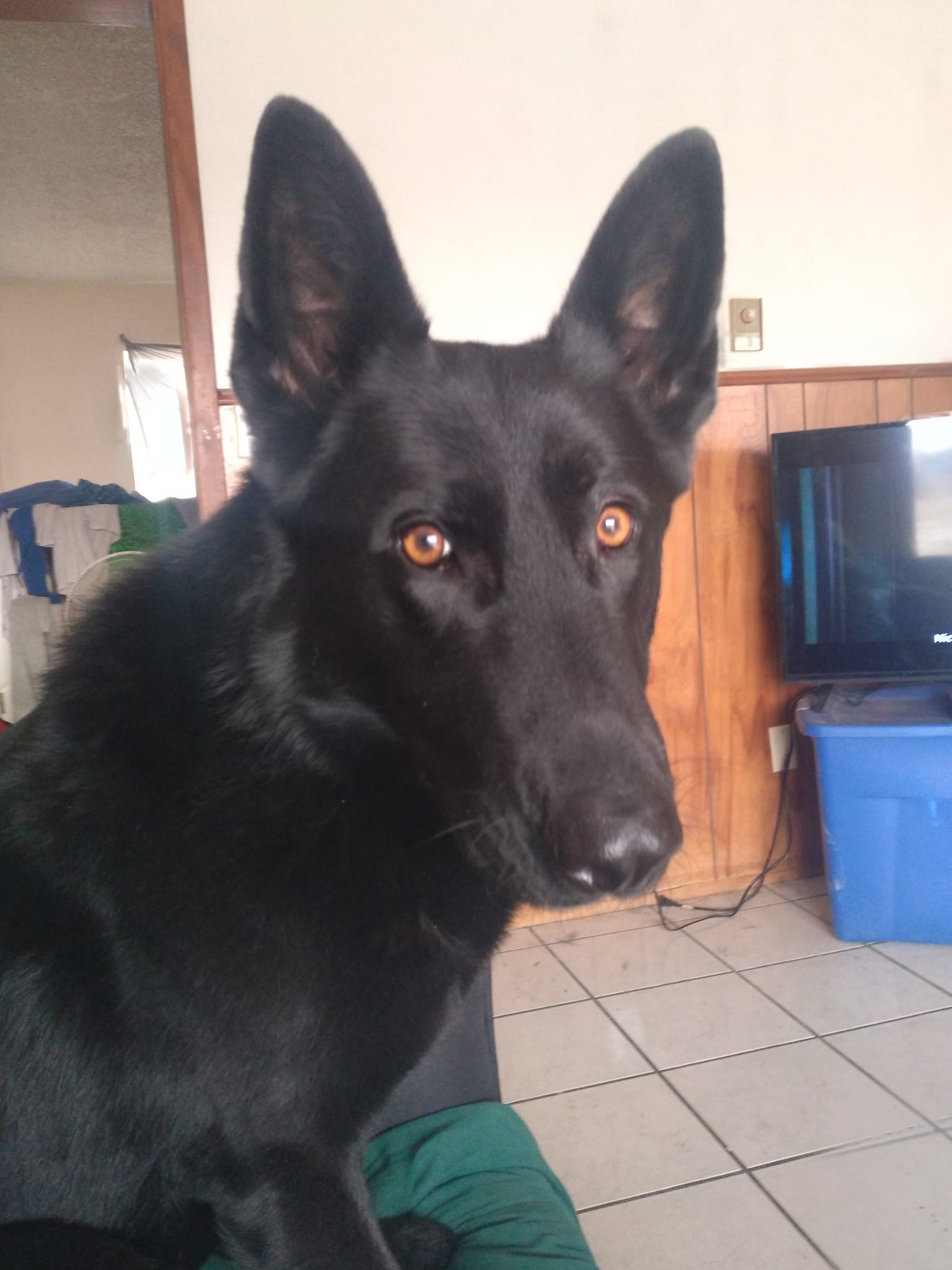 Dog rescue, training, and rehoming | Stuart OK