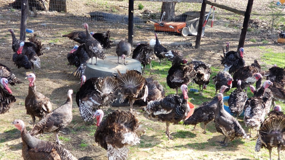 R & R Poultry and Livestock | New Hope AL