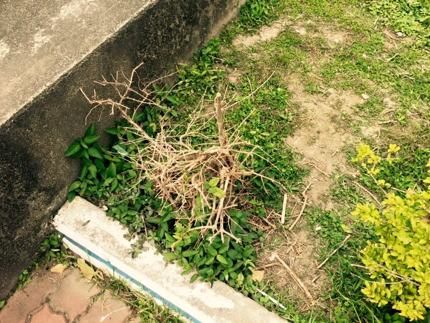 彰化縣芬園鄉芬園國民小學 - 這些葉子枯掉不是偶然的，而是植物之癌---褐根病造成的，我們學校有這病的的範圍在精神牌樓... | Facebook