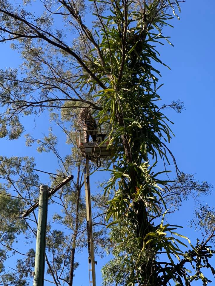 SafeWay Tree Service | Brisbane QLD