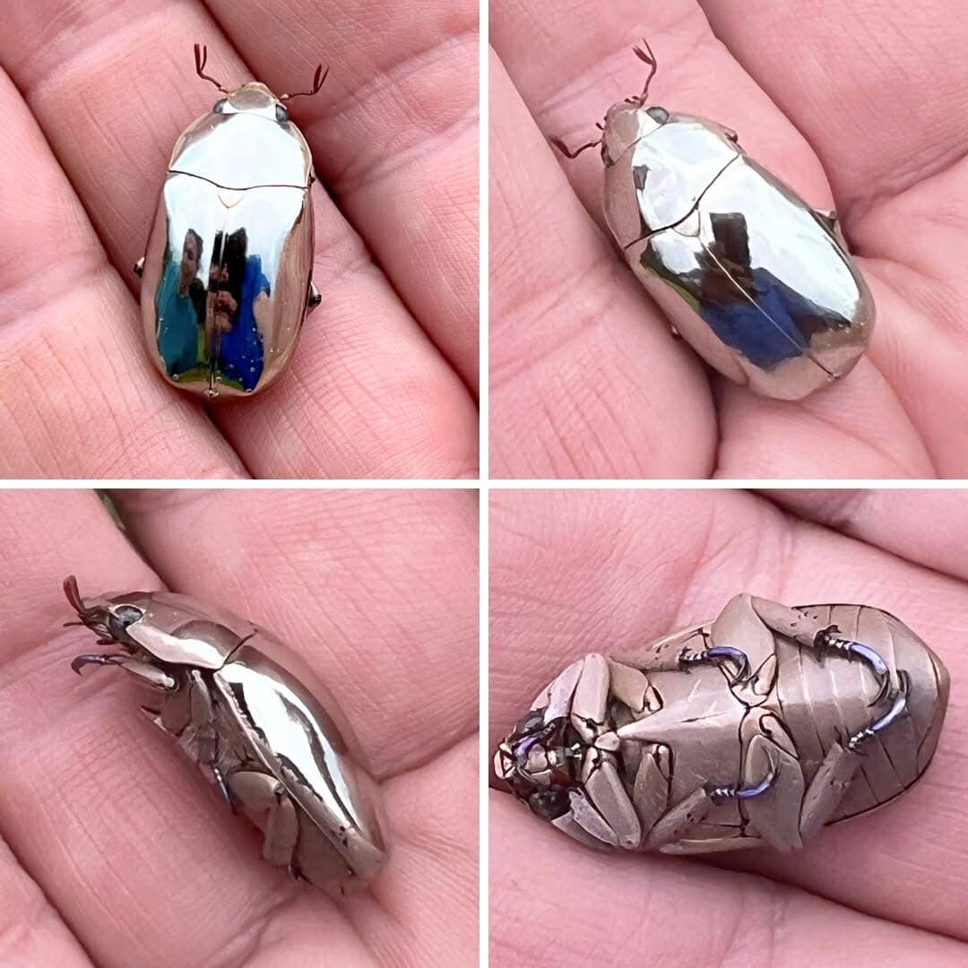 Chrysina spectabilis jewel scarab found in Honduras