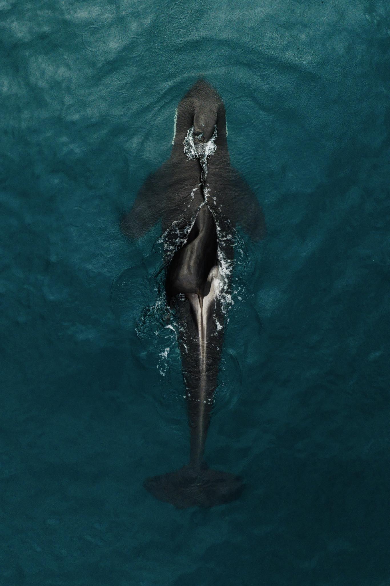Icelandic orca photographed with DJI Mavic 4 Pro