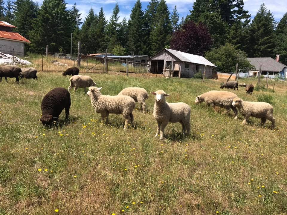 Halstead Farm | Merville BC