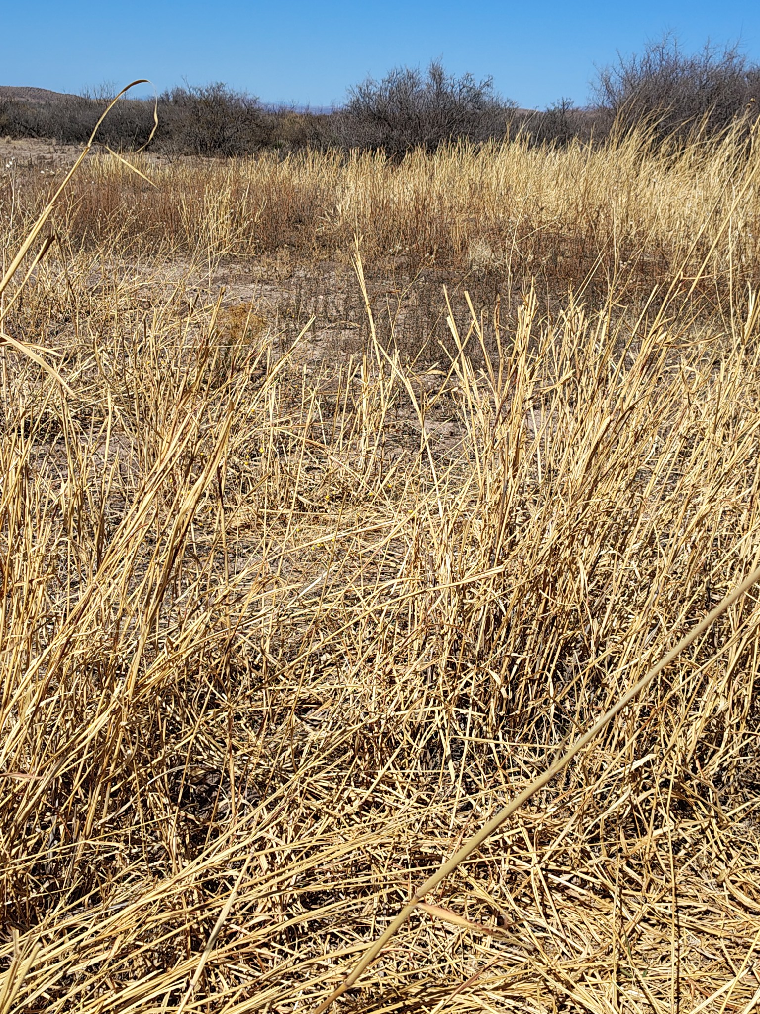 How to reestablish native grasses in Southern Arizona desert grassland?
