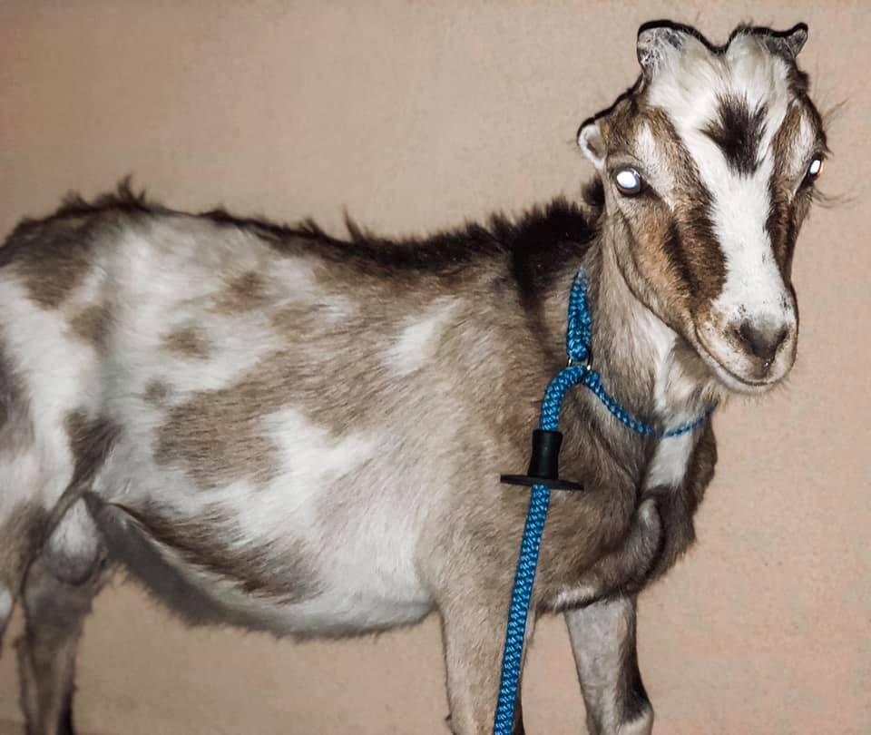 Gina the goat finds safe haven after heartbreaking past