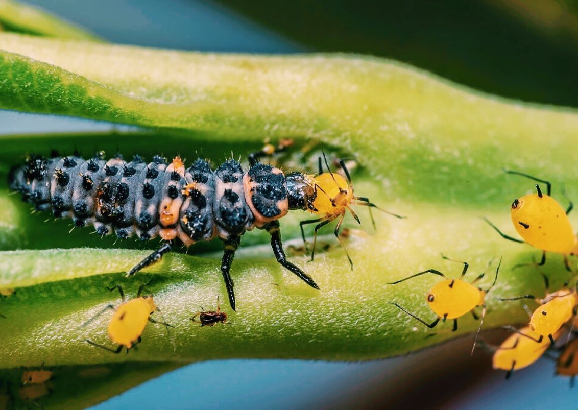 Sitopia - ¿Viste este insecto alguna vez en la huerta? •... | Facebook