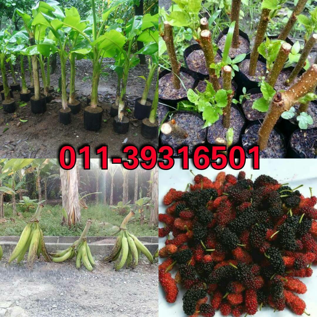 Nursery Pokok Pisang Tanduk Dan Pokok Buah Mullberry Home Facebook