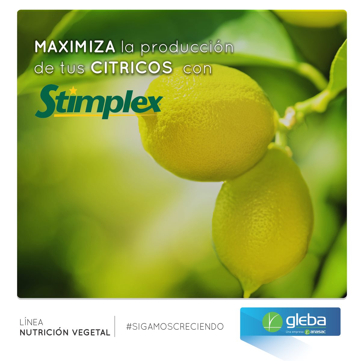 Gleba - #Stimplex es un bioestimulante formulado 100% a... | Facebook