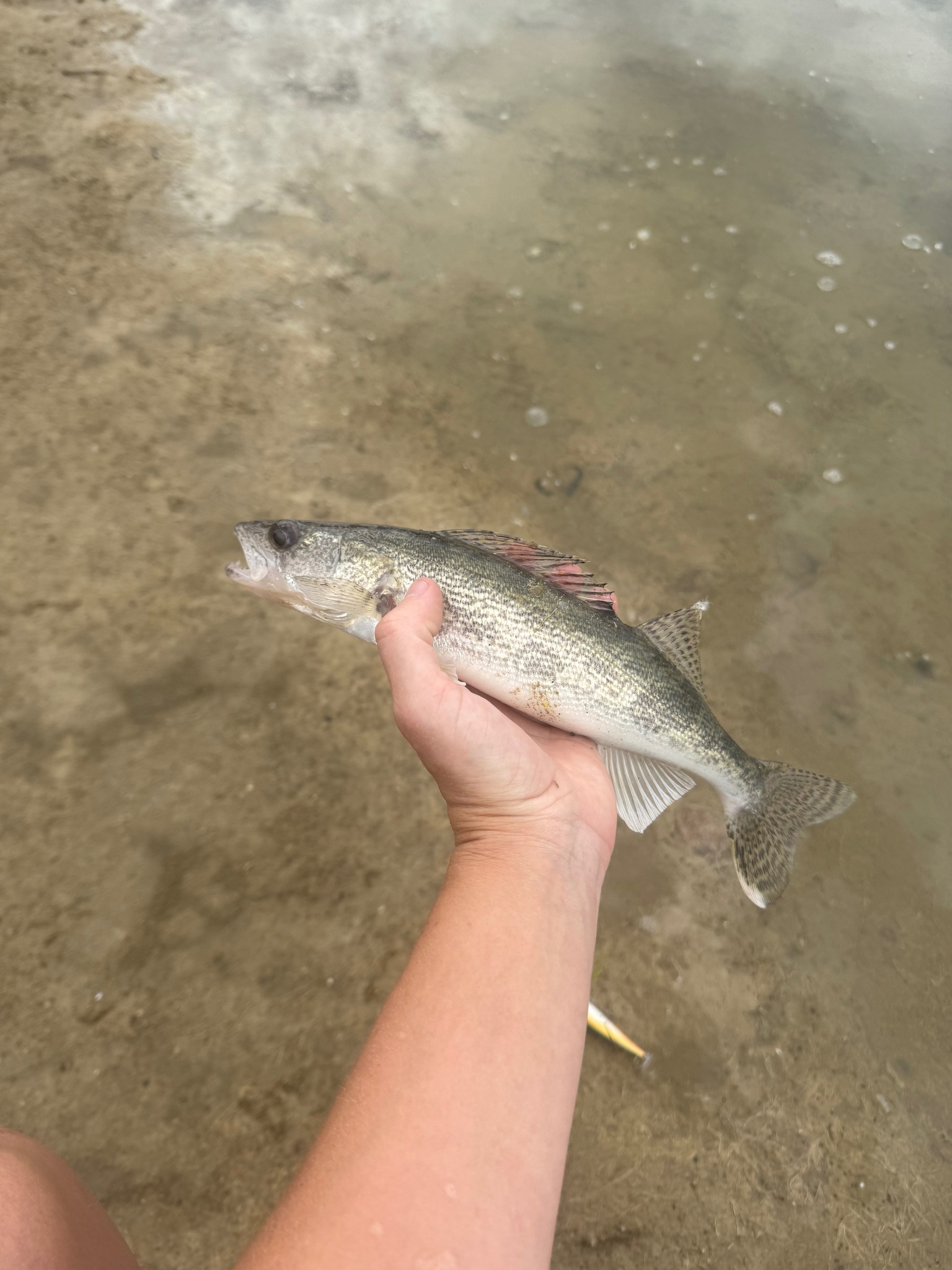 5'6 baitcasting rod Elite Series 7' 6