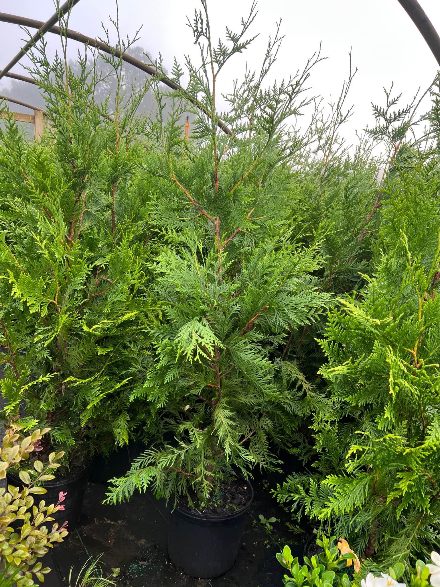 Bonsai Trees for sale in Madison, Alabama Facebook Marketplace