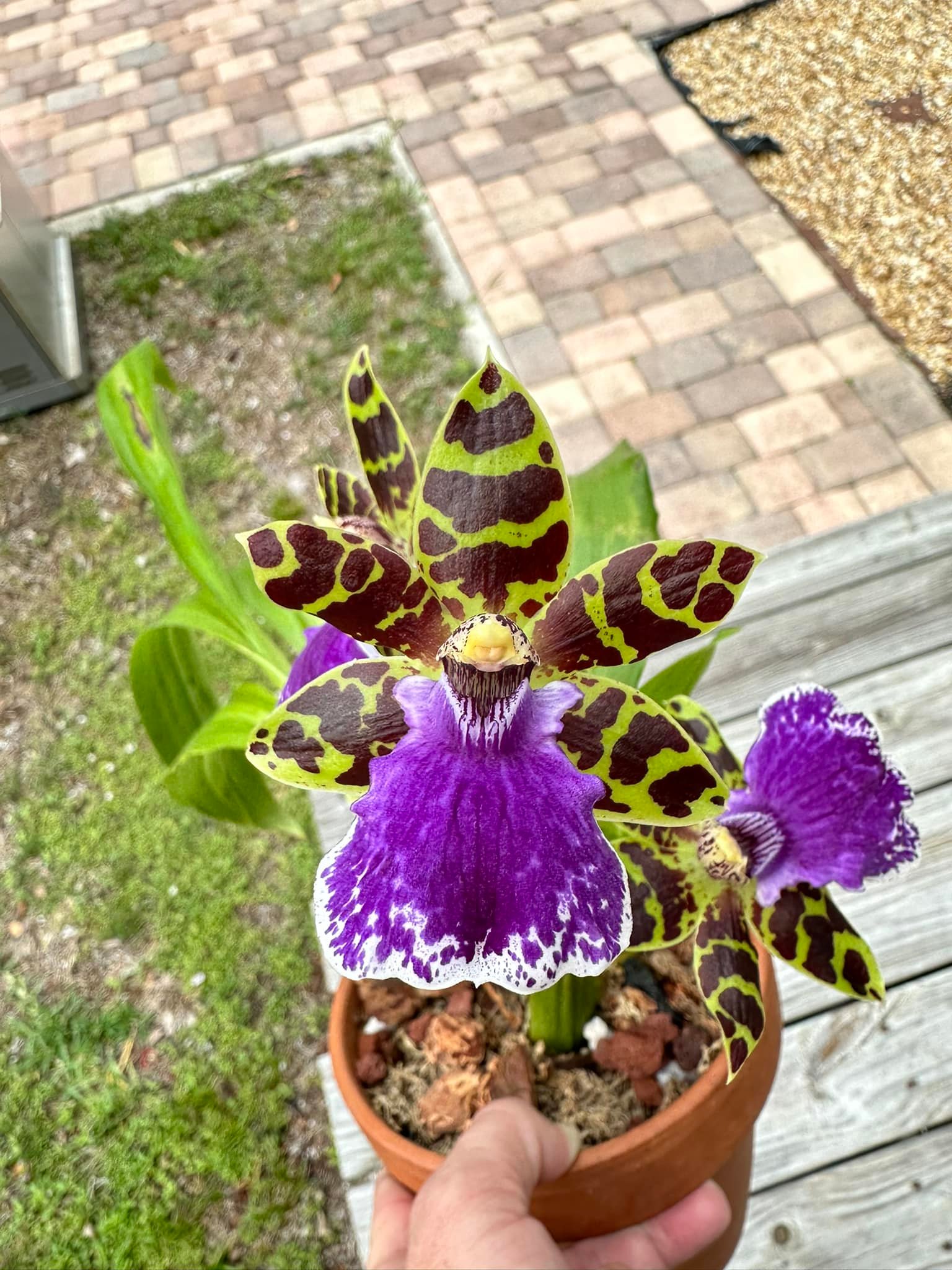 Zygo. Jumping Jack. Blooming in my house now.