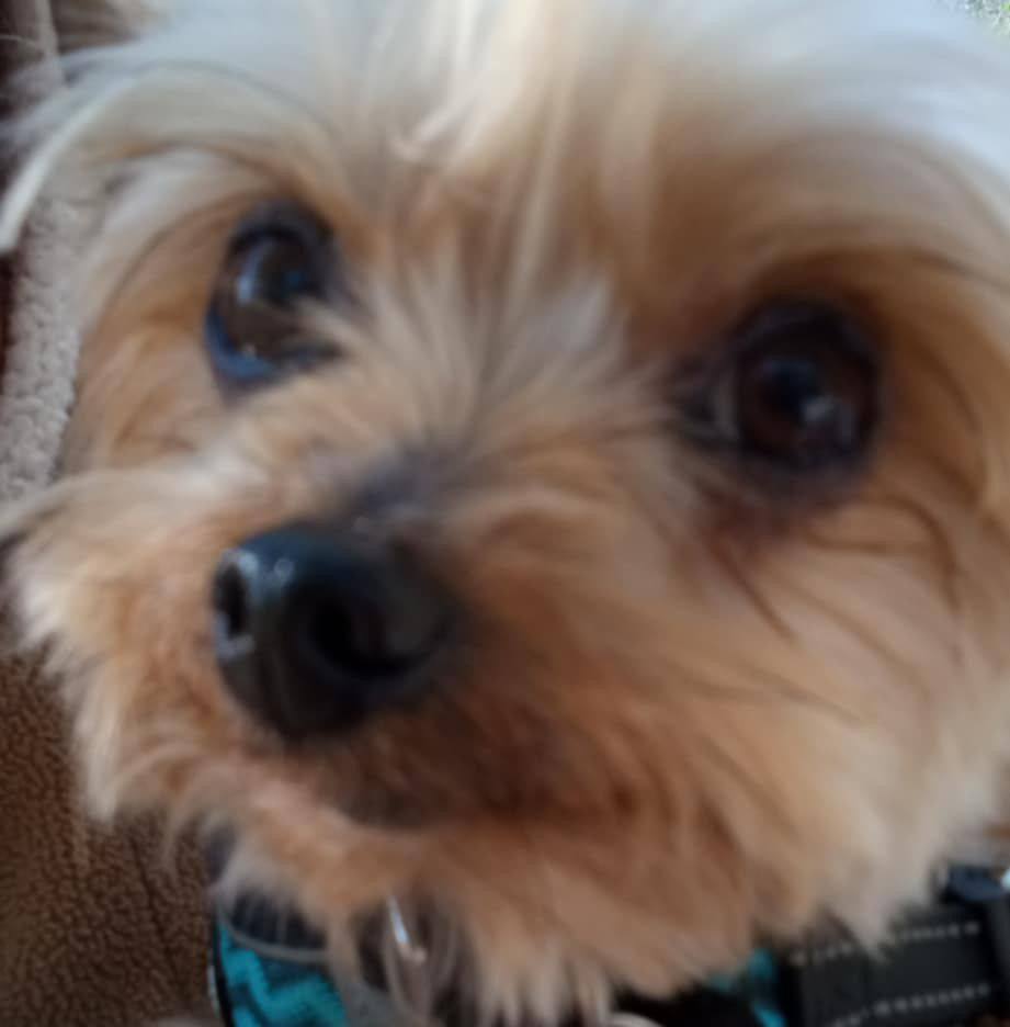 Yorkie Lovers Rescue and Rehoming | Hi all! I just wanted to introduce ...
