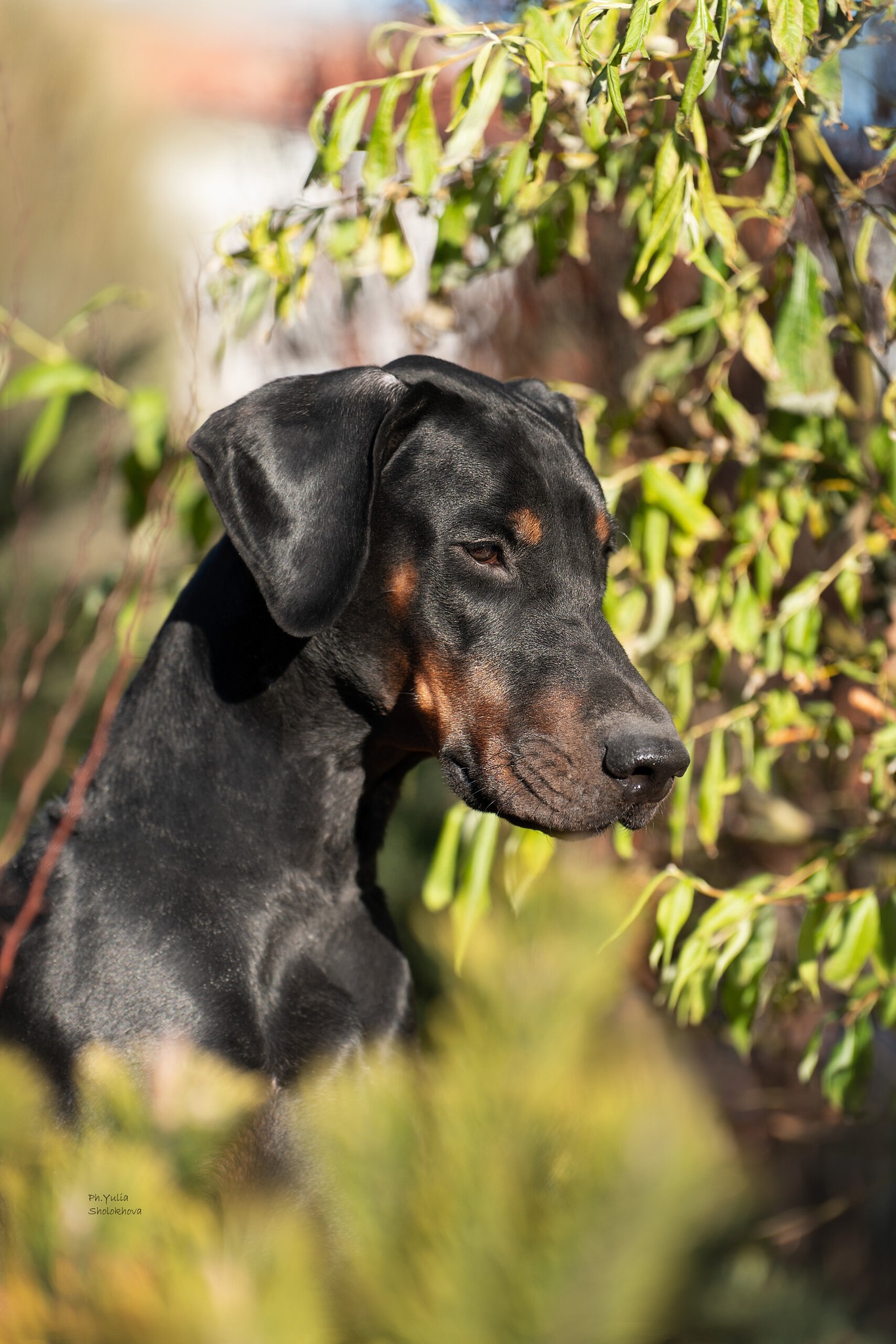 Guardian Sunrise kennel | Facebook