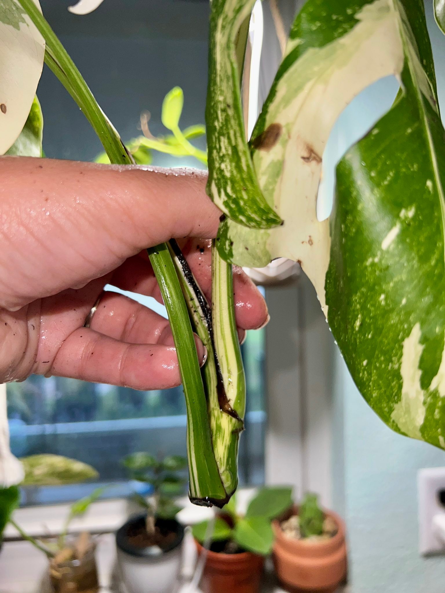How to propagate a Monstera Thai cutting with an immature node? display picture 1