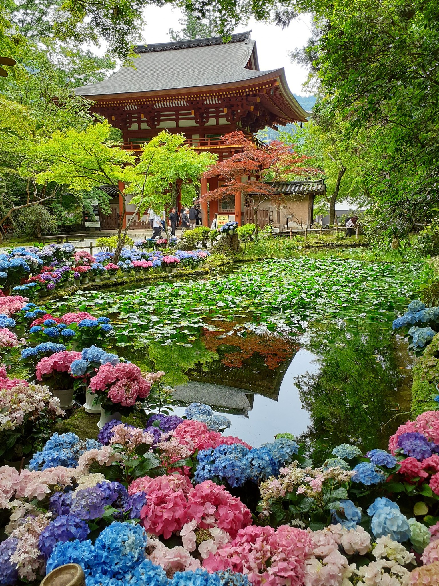 室生 寺 あじさい