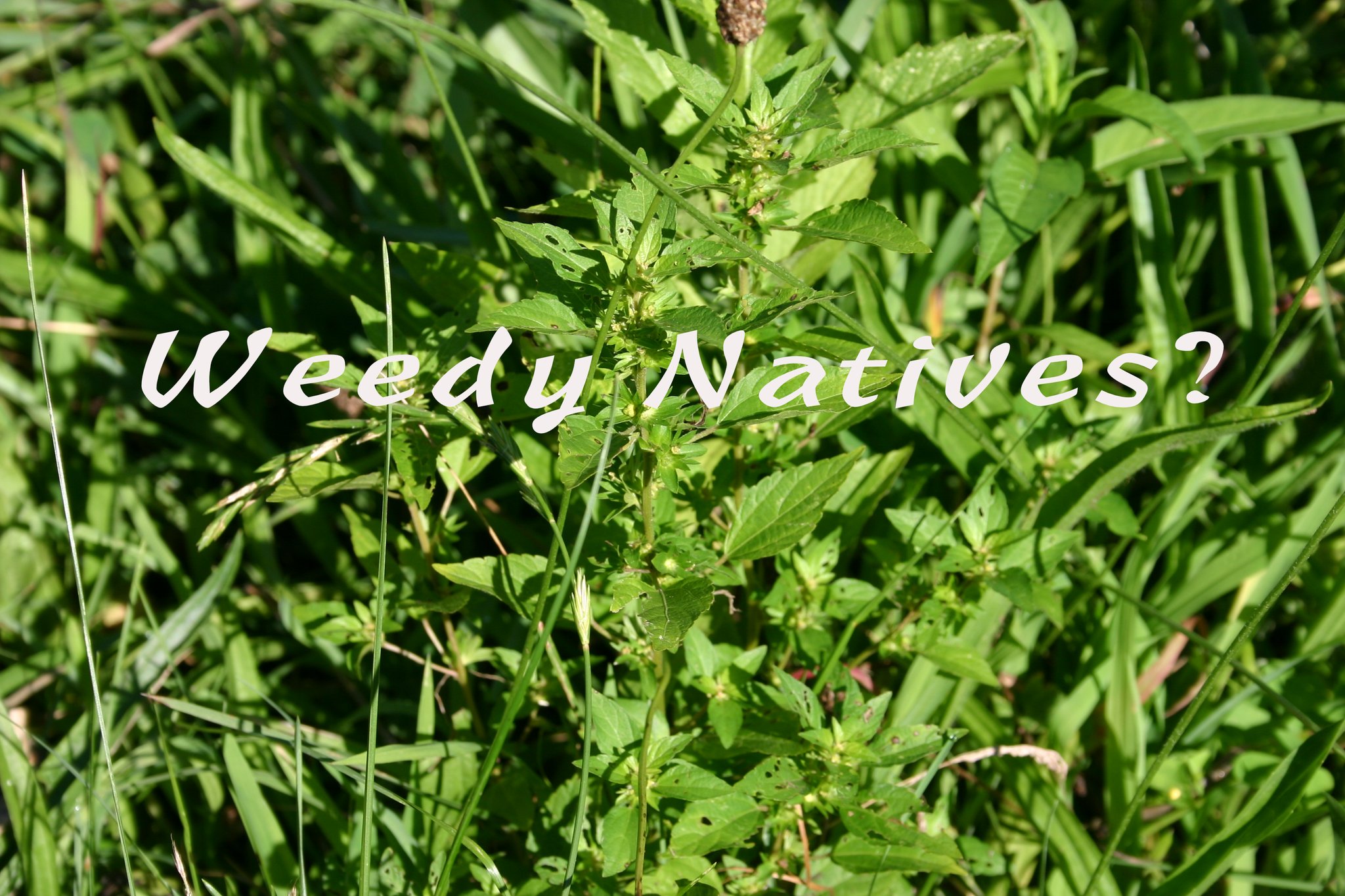 Slowdown Studio Weeds throw ブランケット Native plants that behave