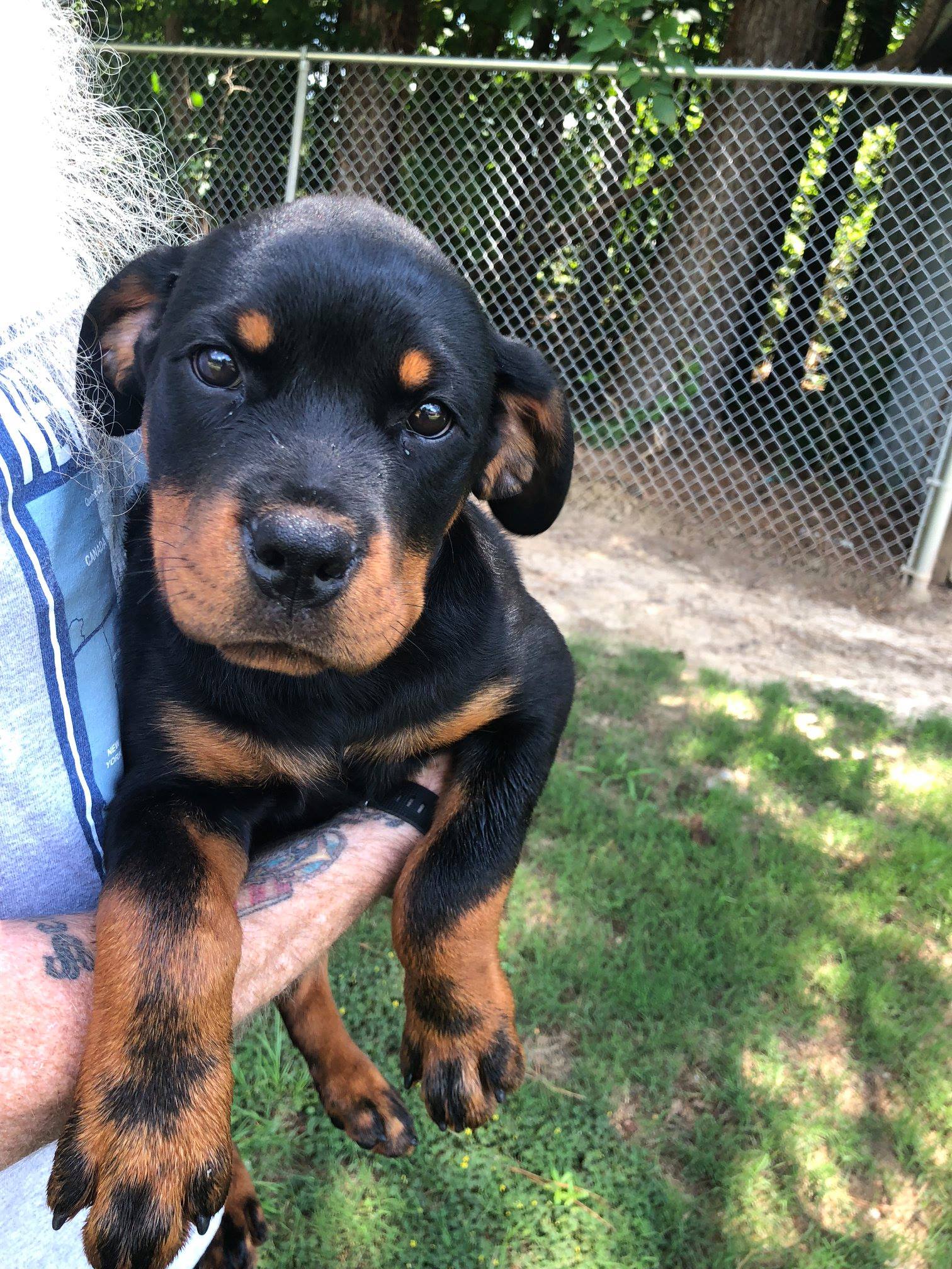 Mason Dixon Rottweilers | Sharpsburg GA