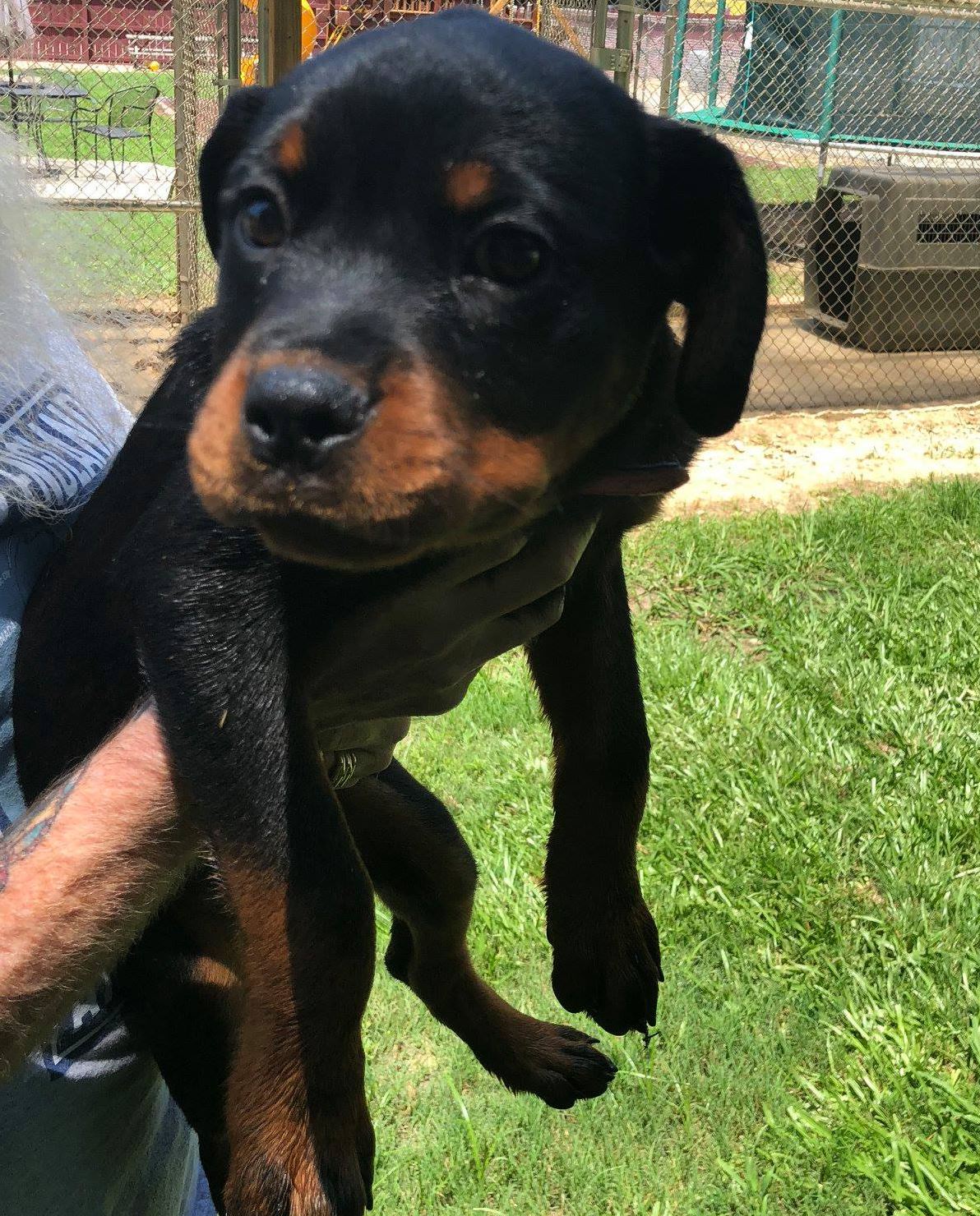 Mason Dixon Rottweilers | Sharpsburg GA