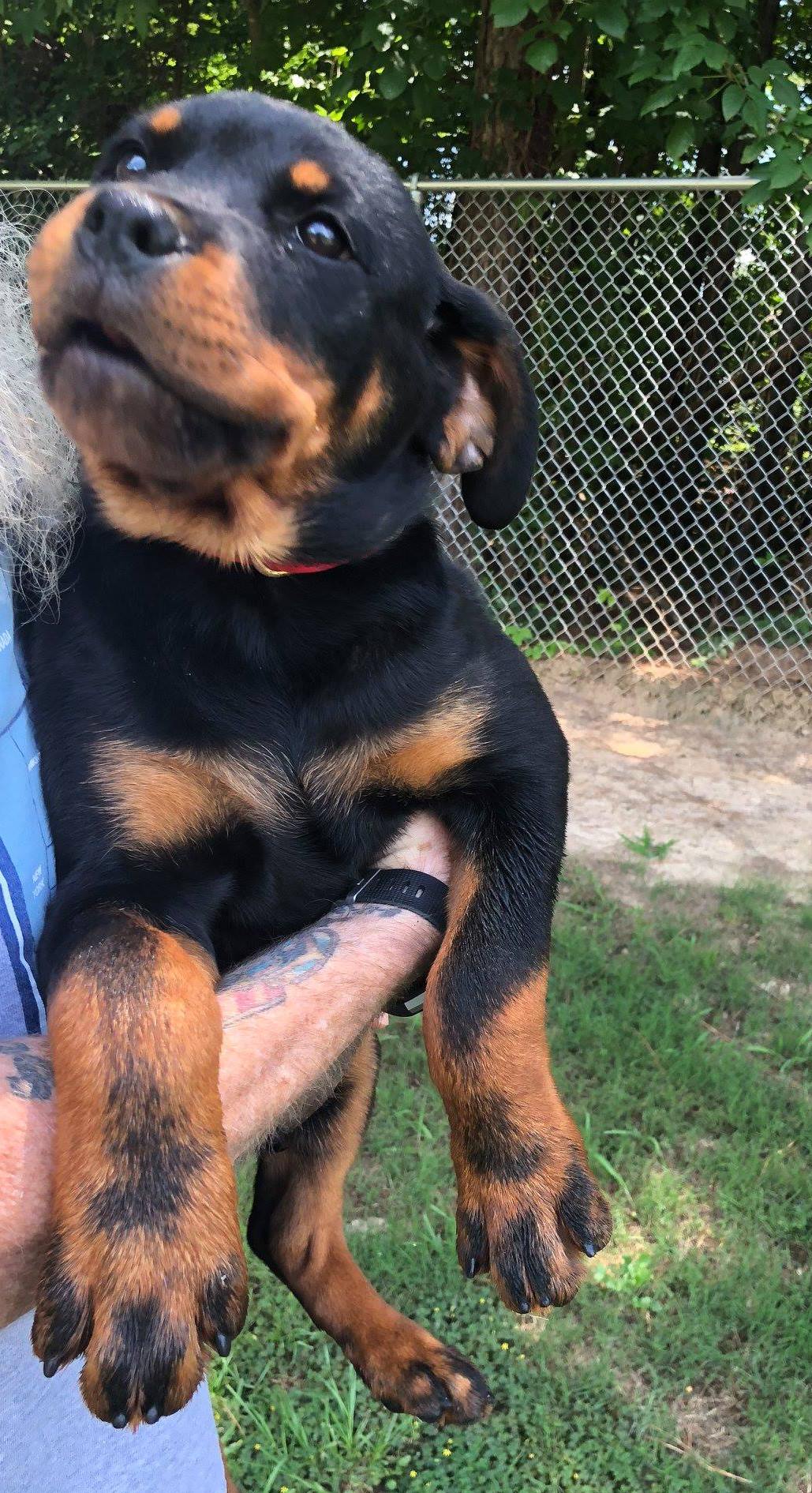 Mason Dixon Rottweilers | Sharpsburg GA