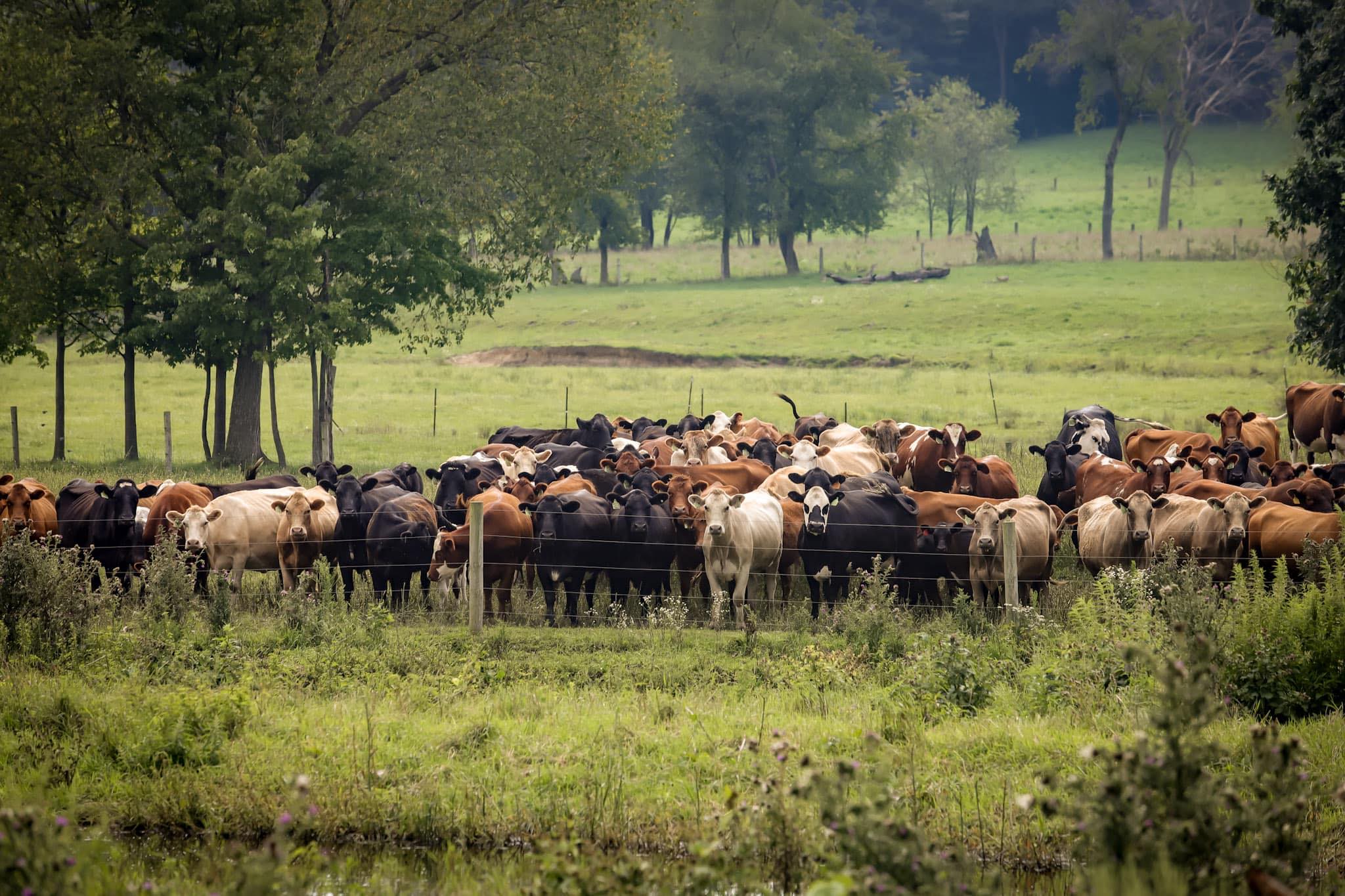 Conser Run Farm - We are filling the 2026 beef and pork... | Facebook