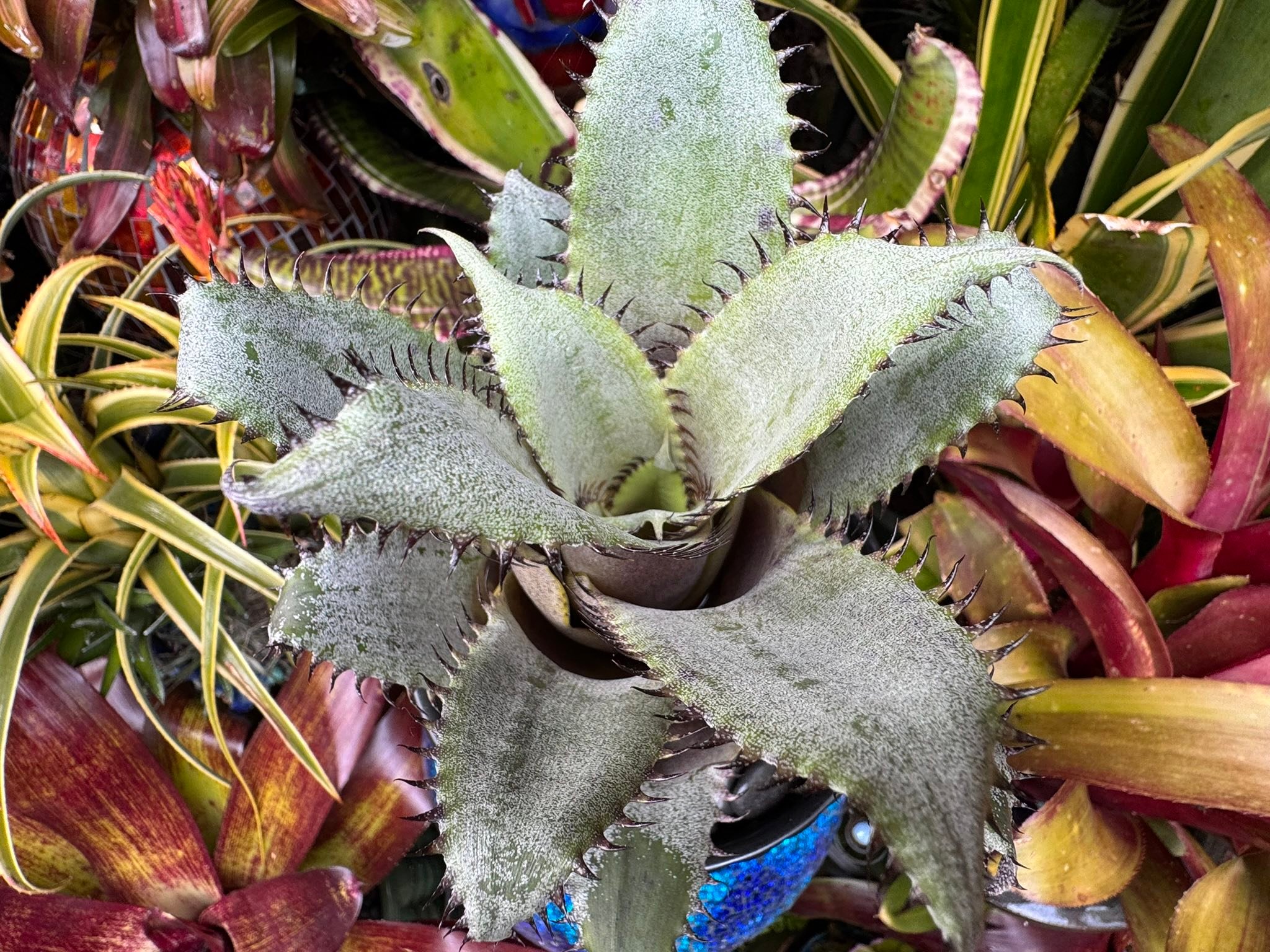 Hohenlaeaicum 'Darth Vader' plant description