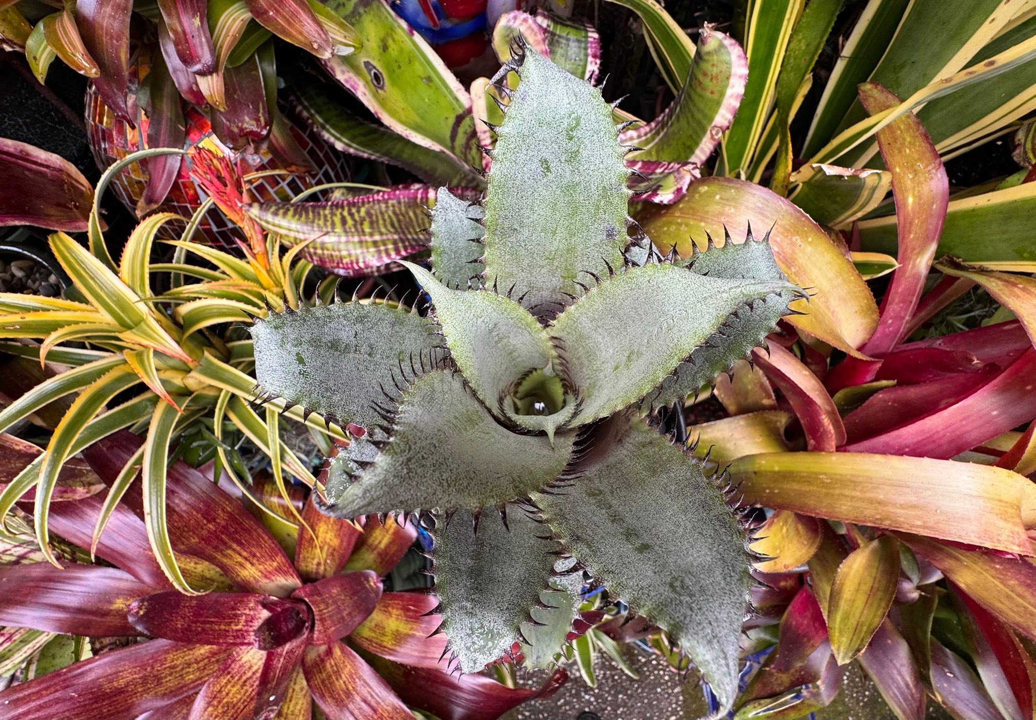 Hohenlaeaicum 'Darth Vader' plant description