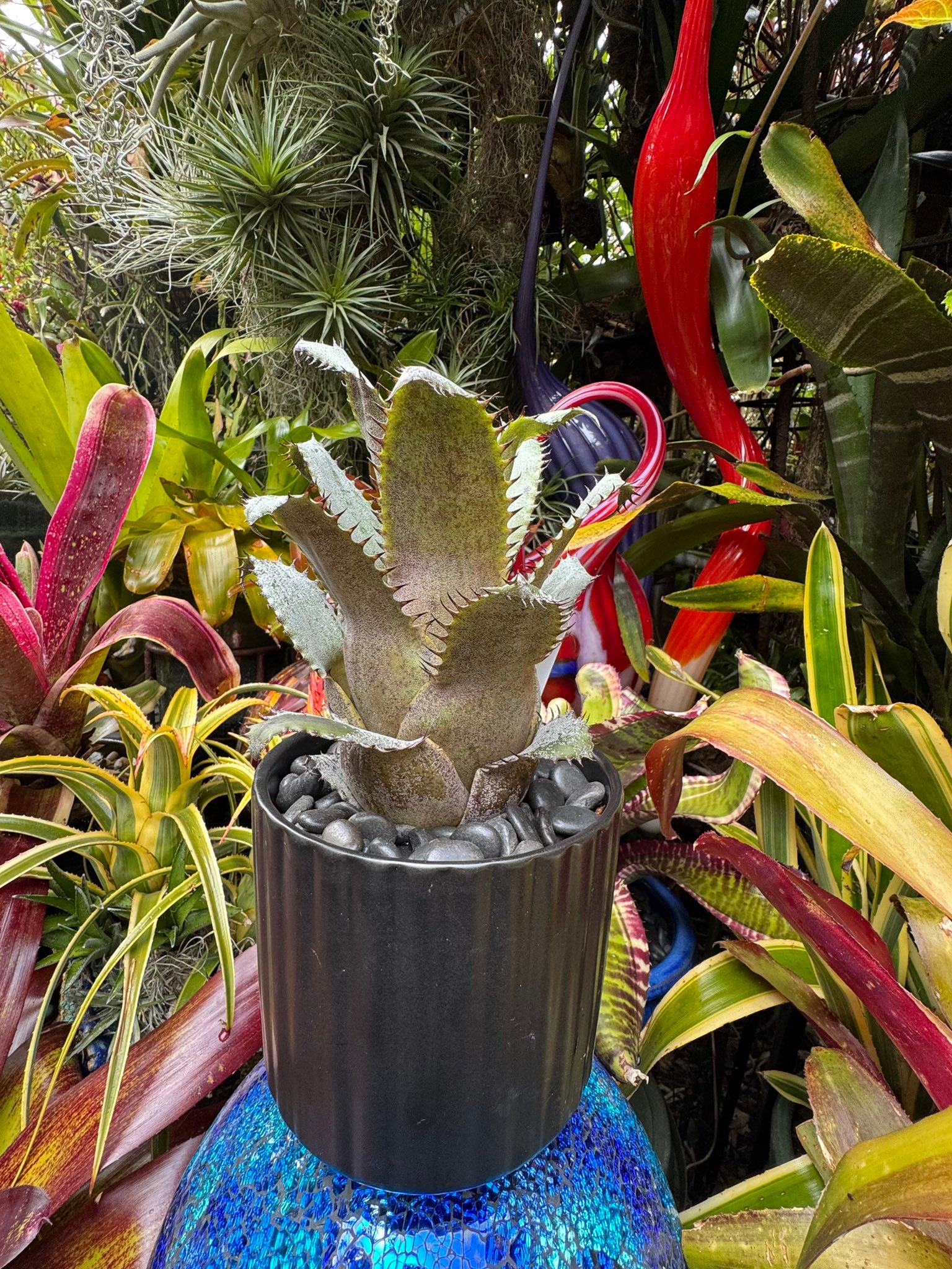 Hohenlaeaicum 'Darth Vader' plant description