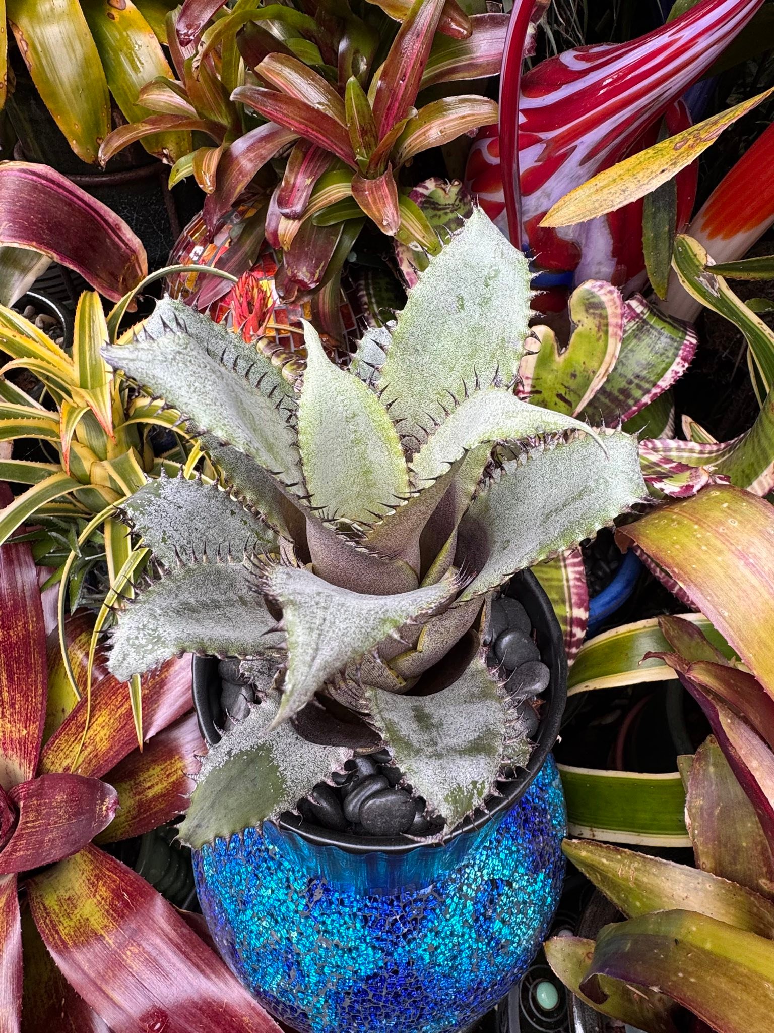 Hohenlaeaicum 'Darth Vader' plant description