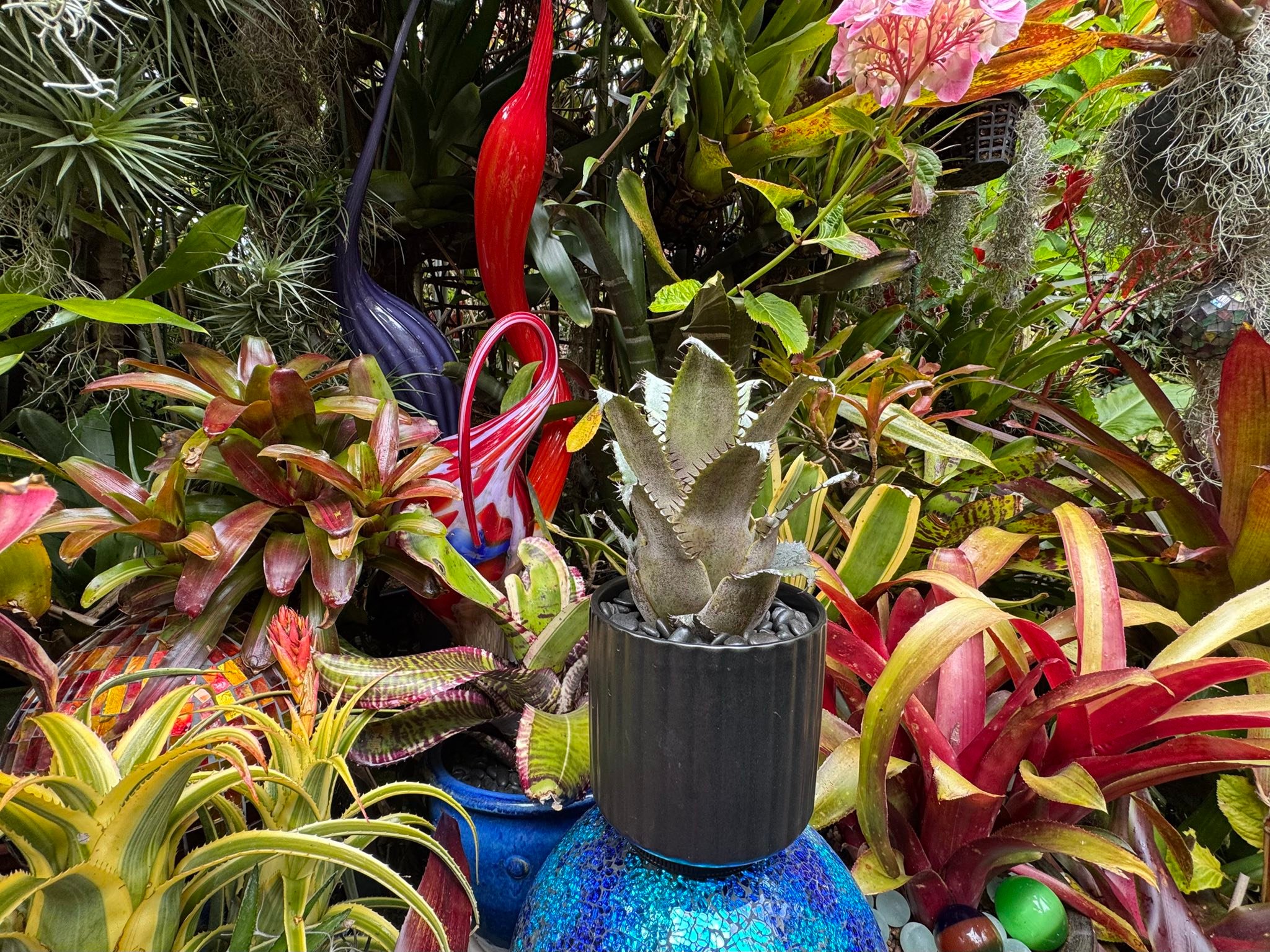 Hohenlaeaicum 'Darth Vader' plant description