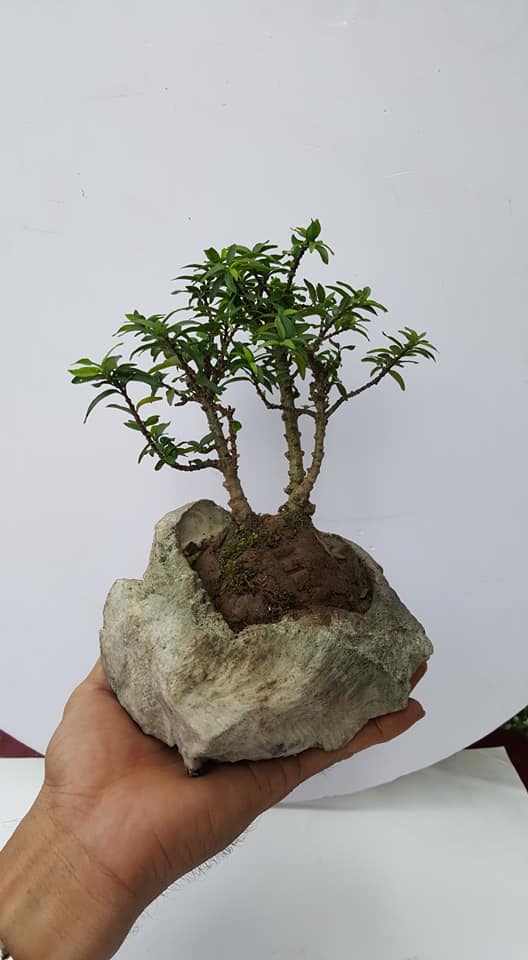 Tiểu Cảnh - Bonsai Mini Để Bàn Đẹp | Ho Chi Minh City