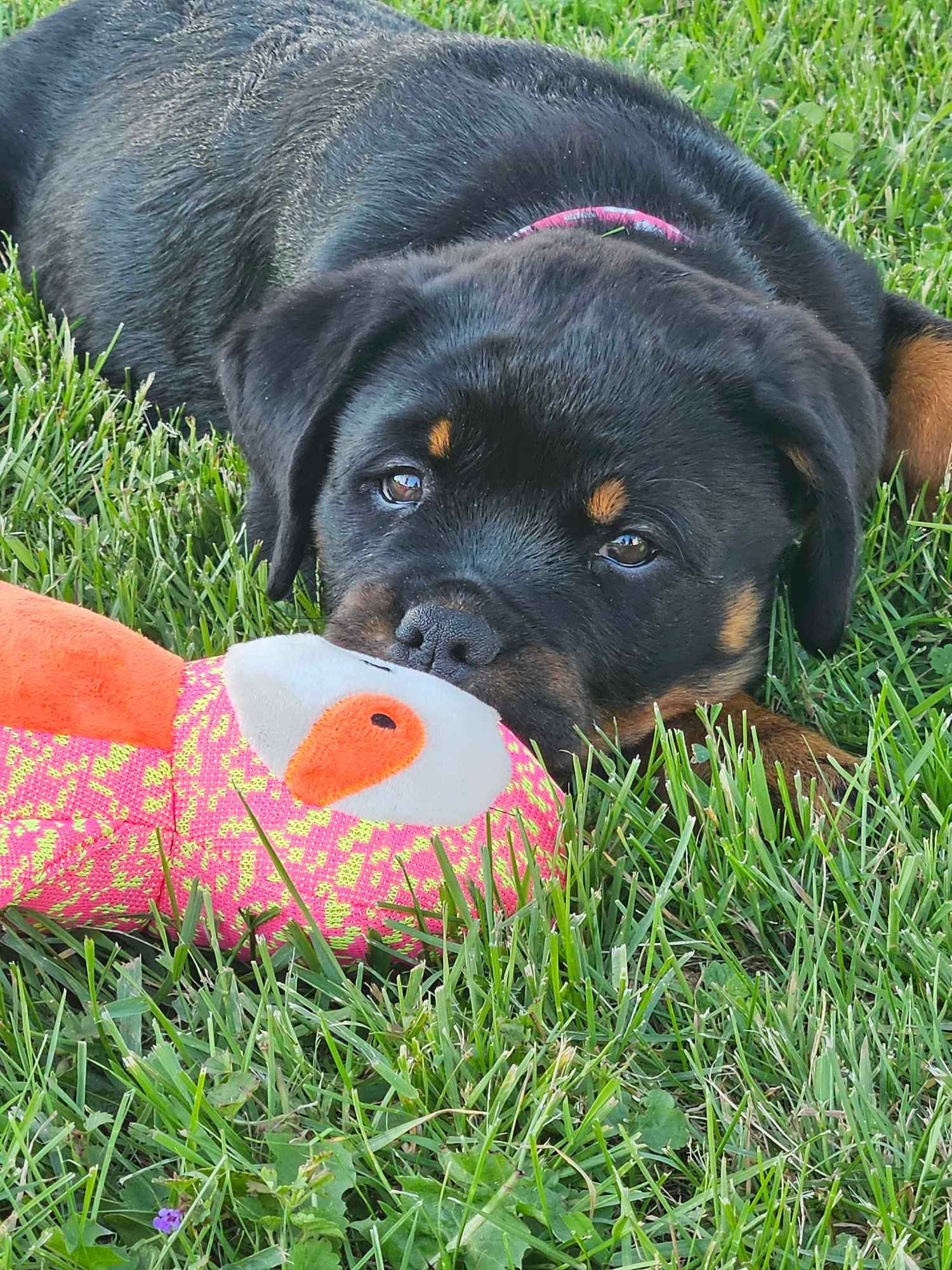County K Rottweilers