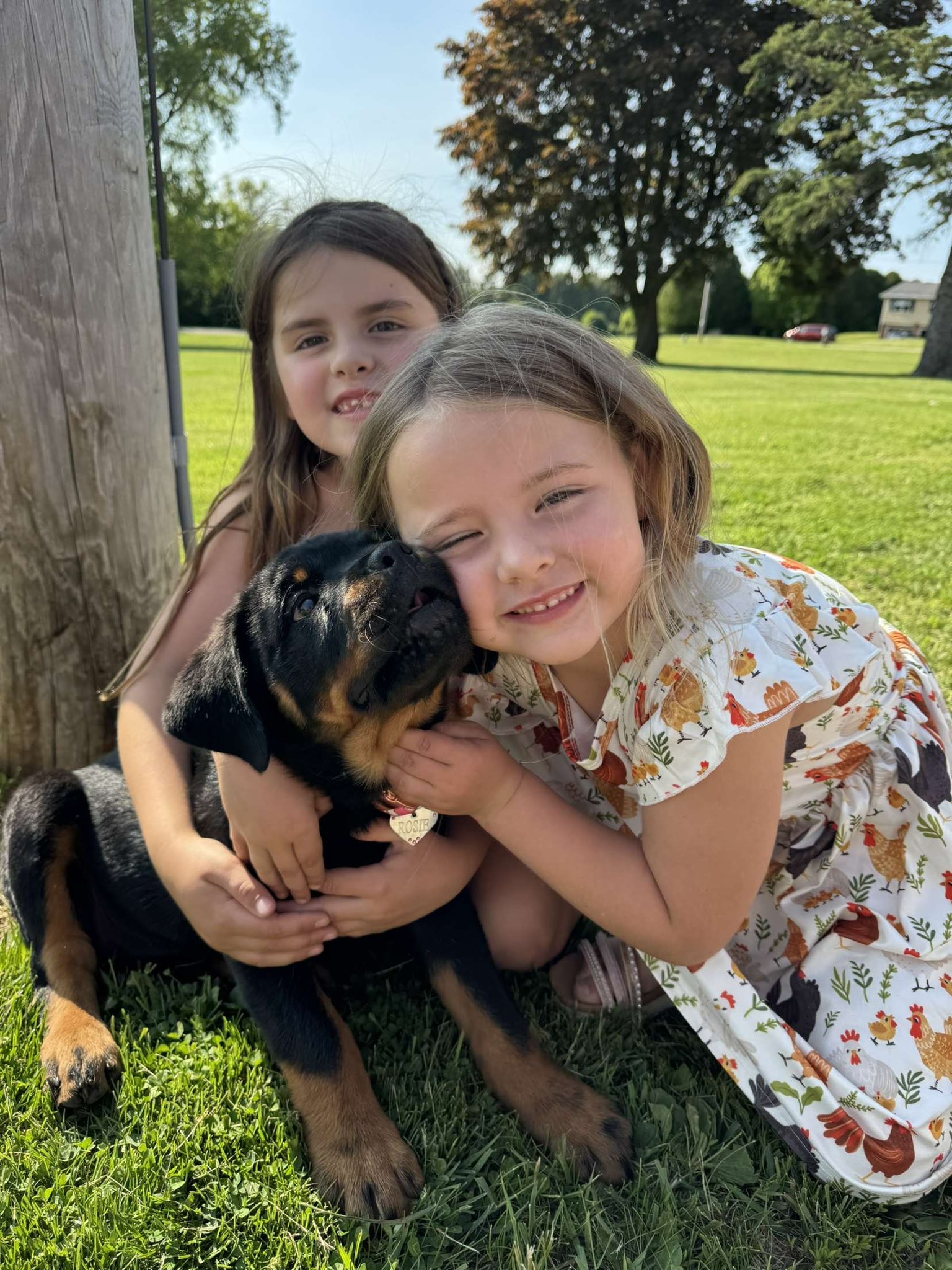 County K Rottweilers