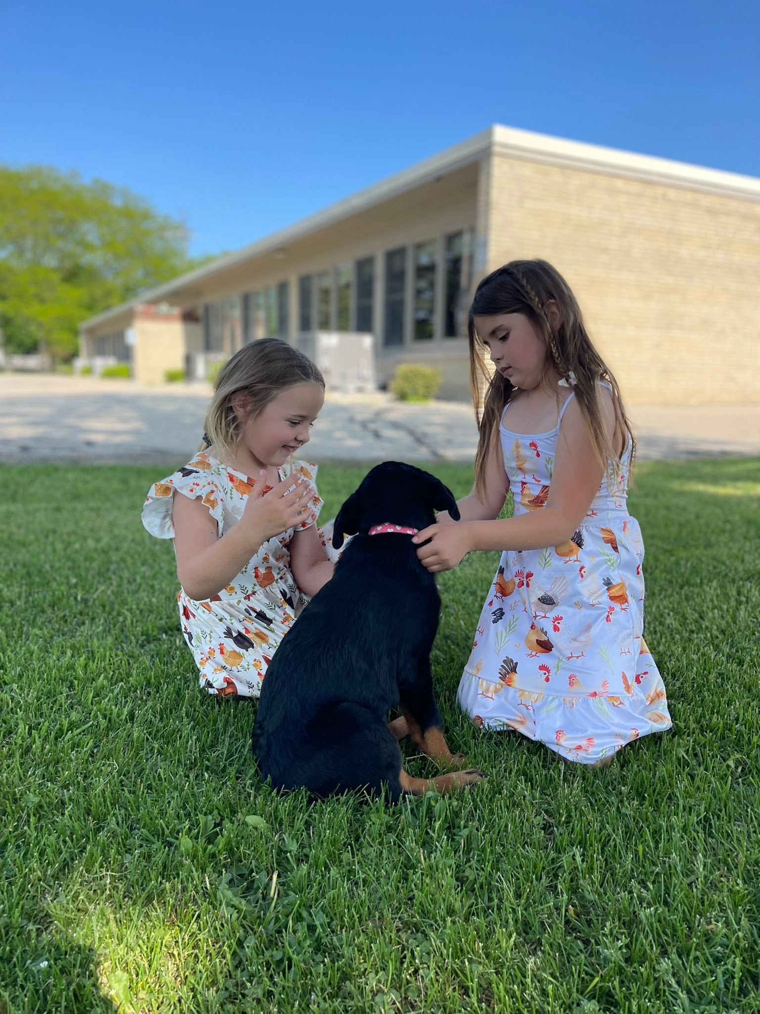 County K Rottweilers