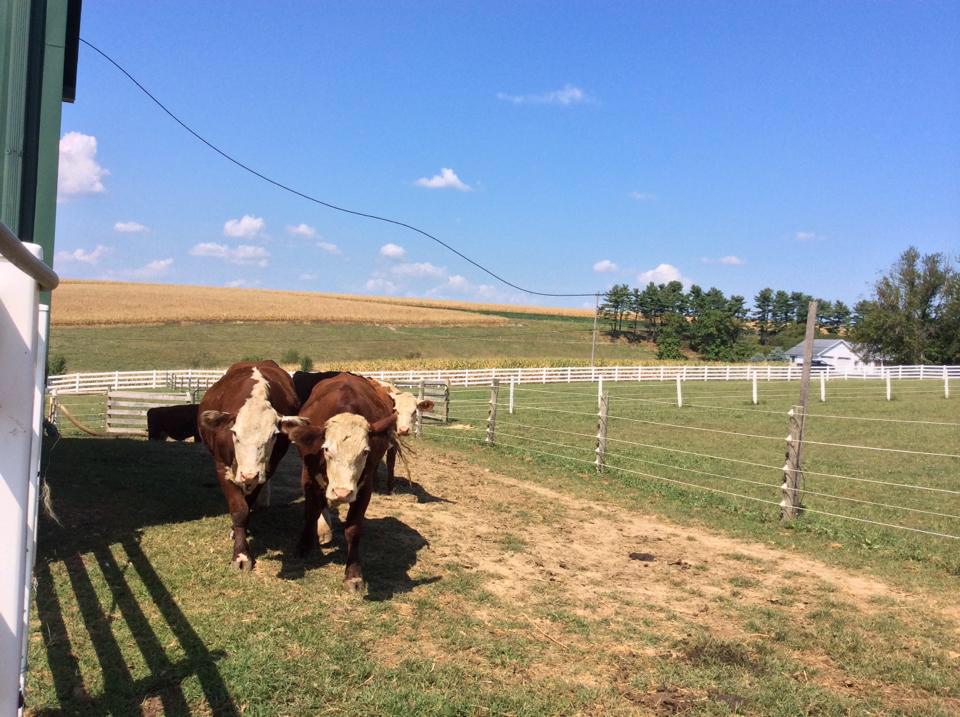 One Bad Day Farm | Holtwood PA
